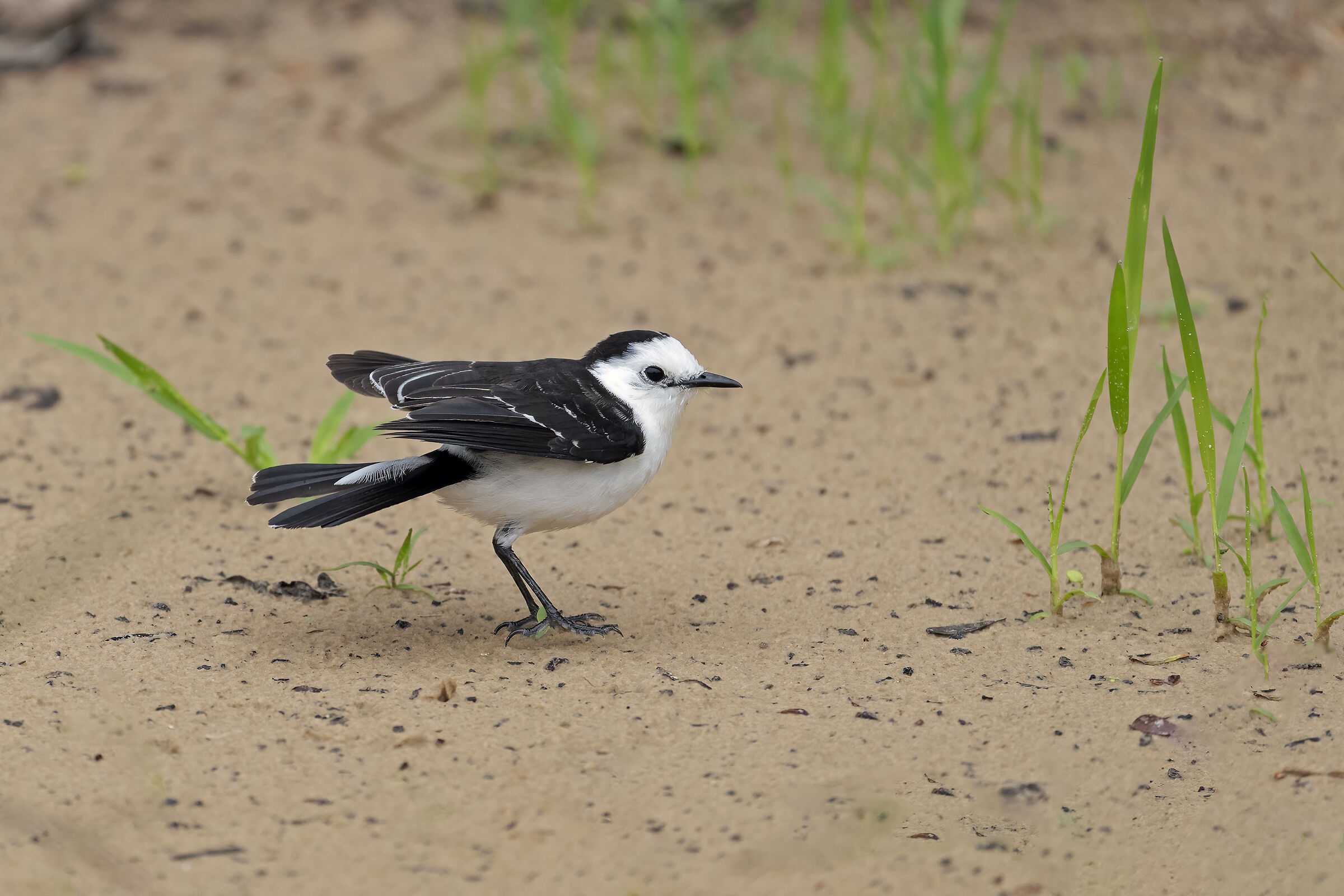 Lavadeira-de-cara-branca
