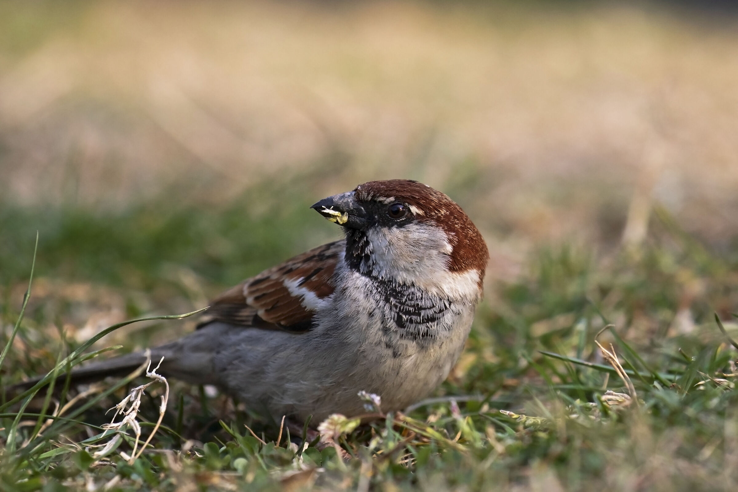 waiting for the lock down to end