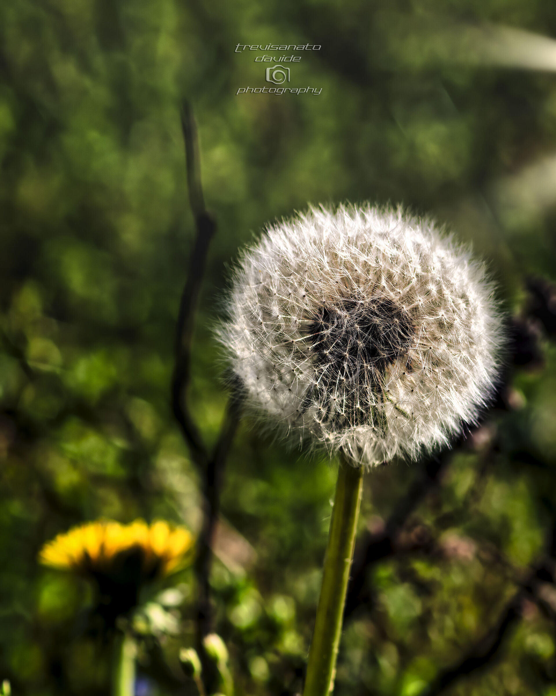 Dandelion Shower top