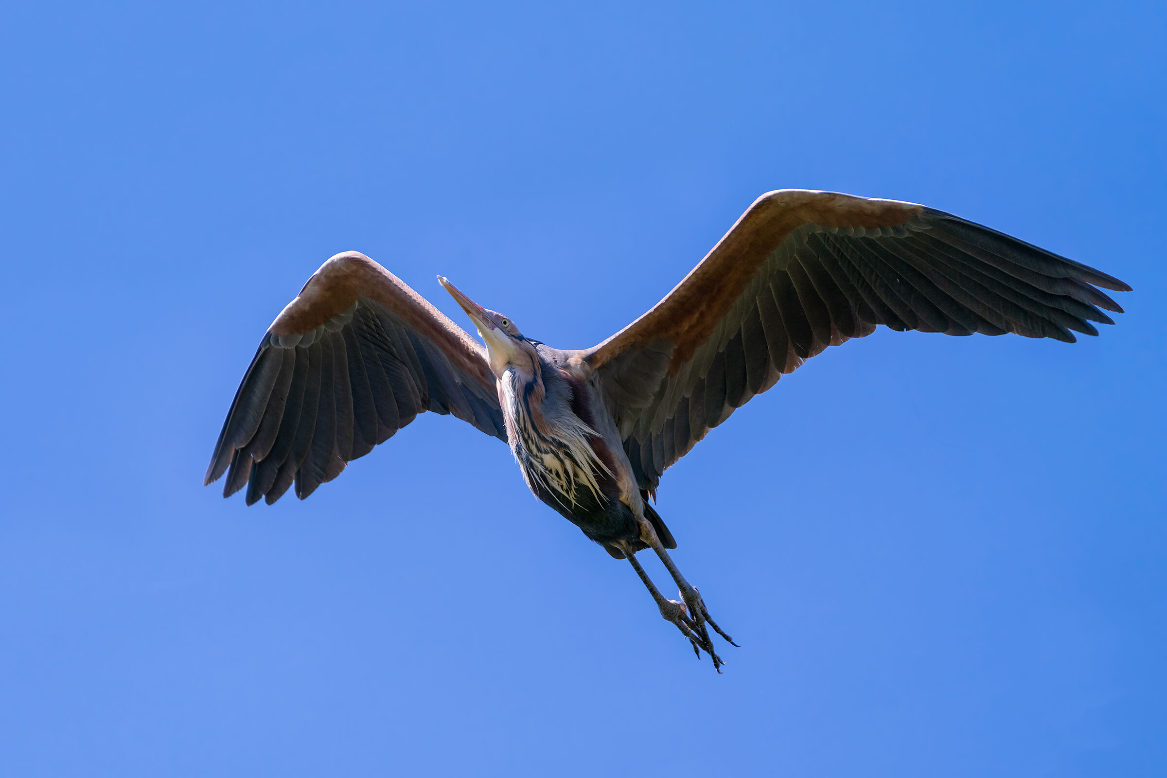 purple heron