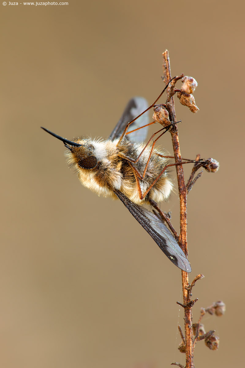 Bombilius major, 009452