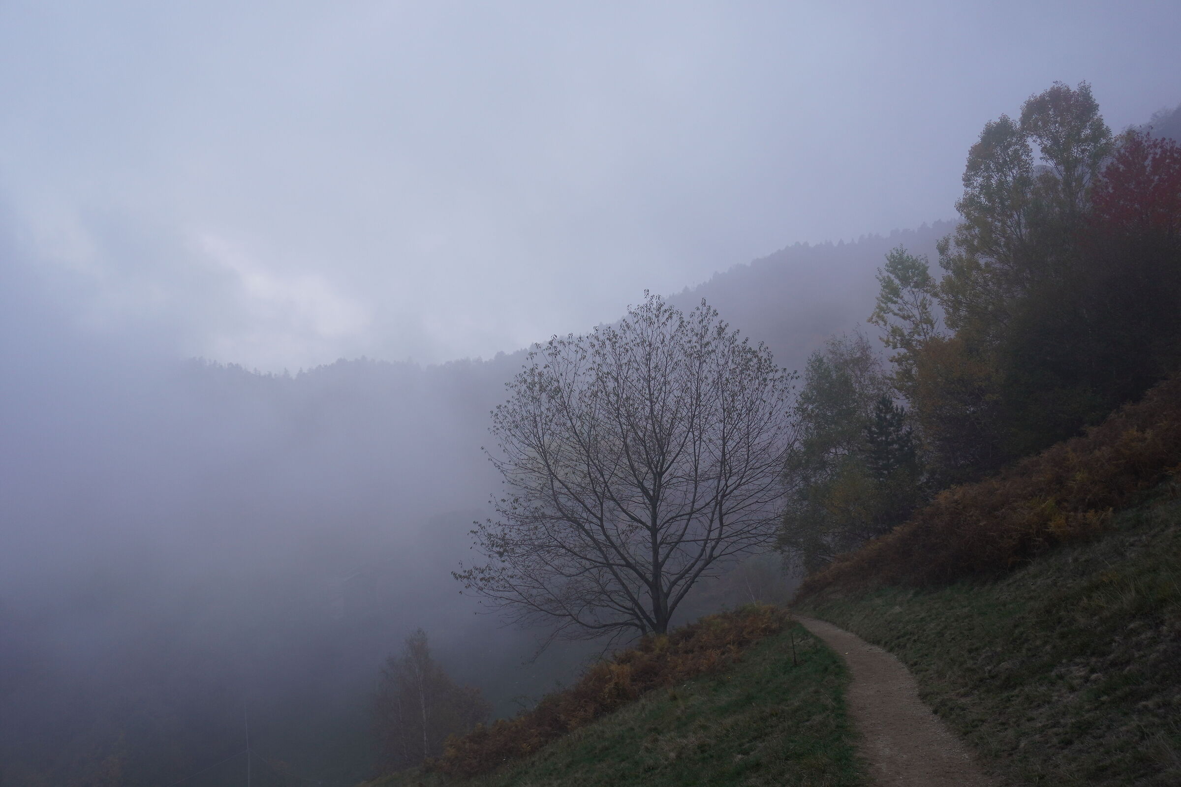 Foschia nella collina Pinerolese