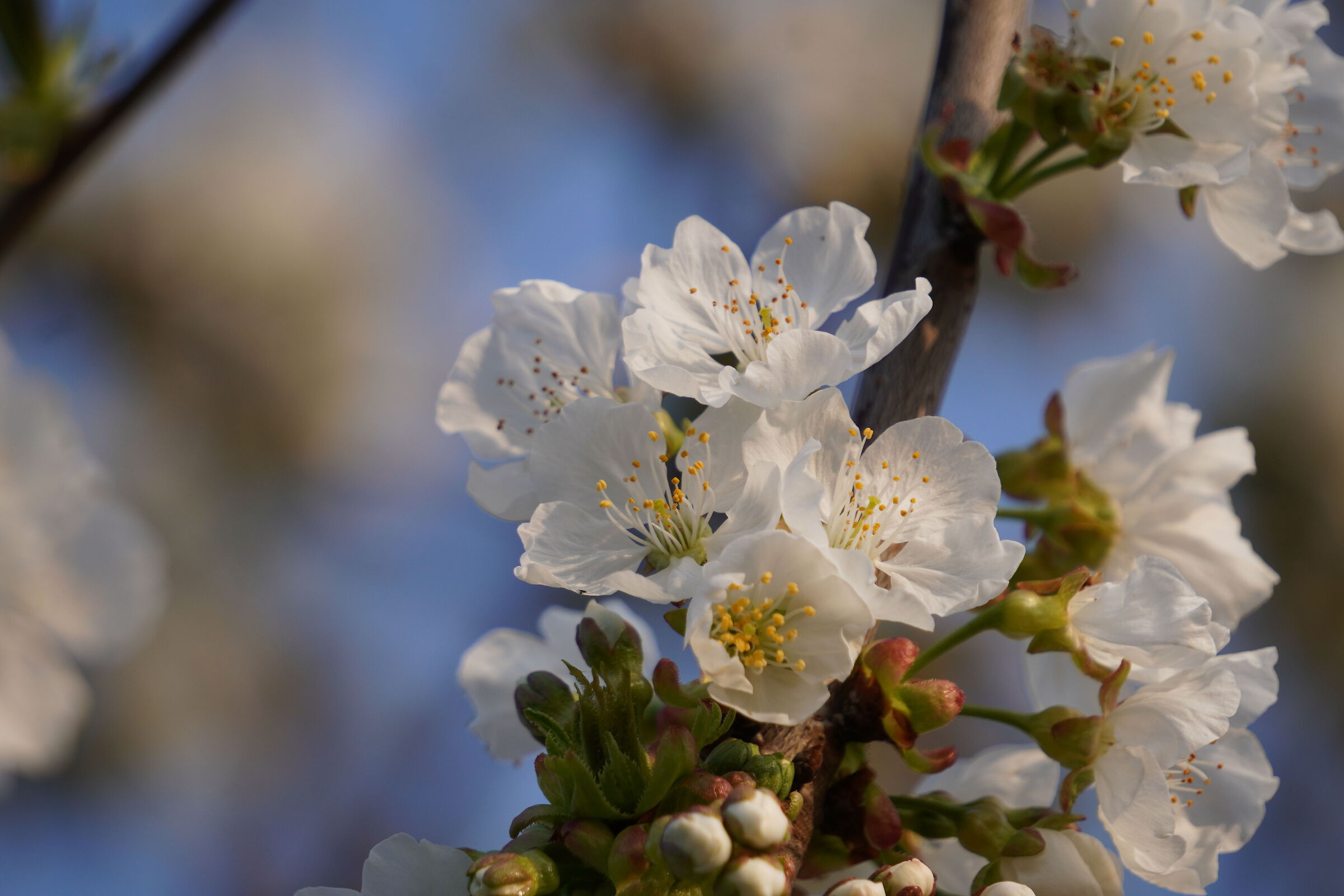 Fioritura primaverile - Ciliegio