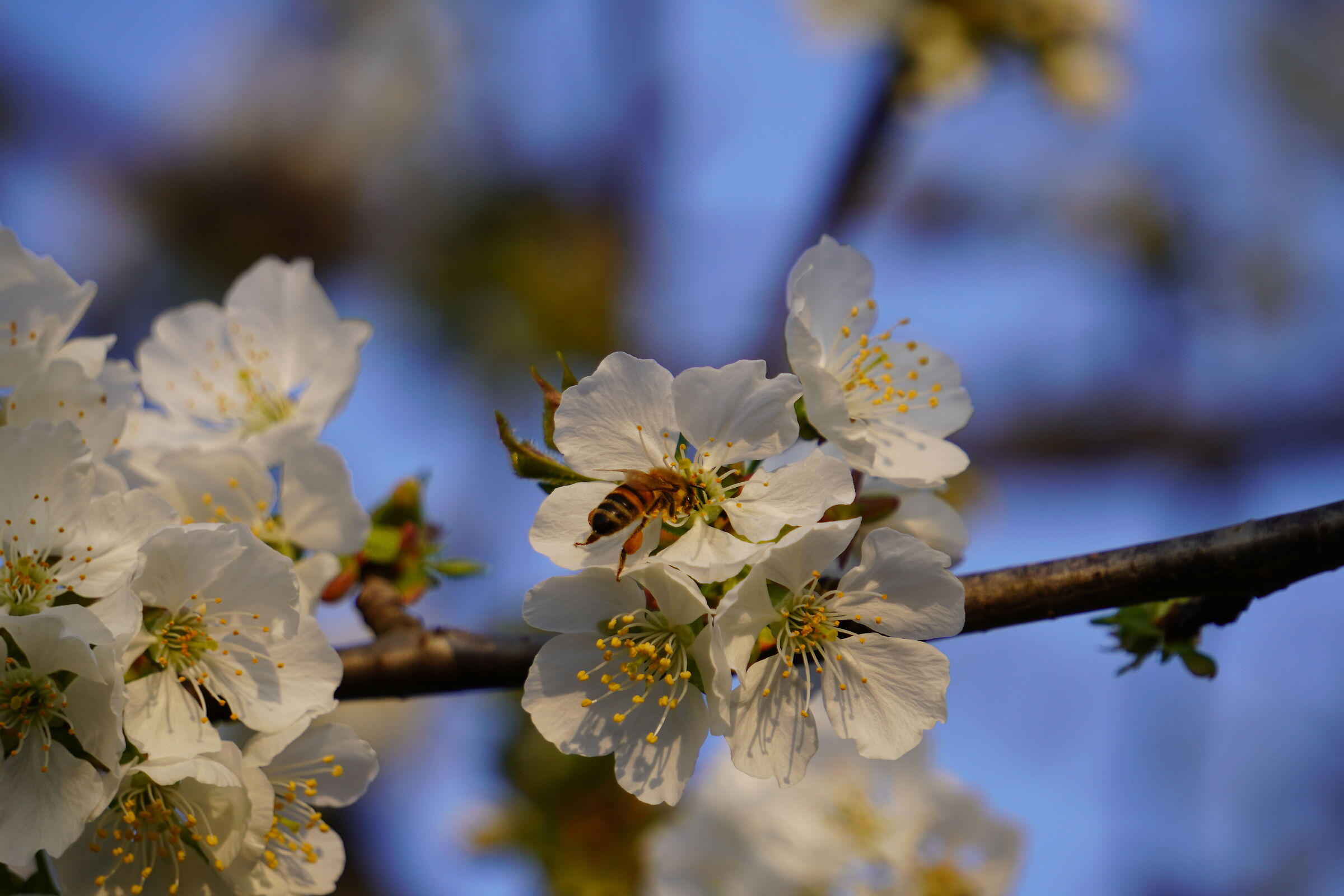 Banchetto su fiore di ciliegio