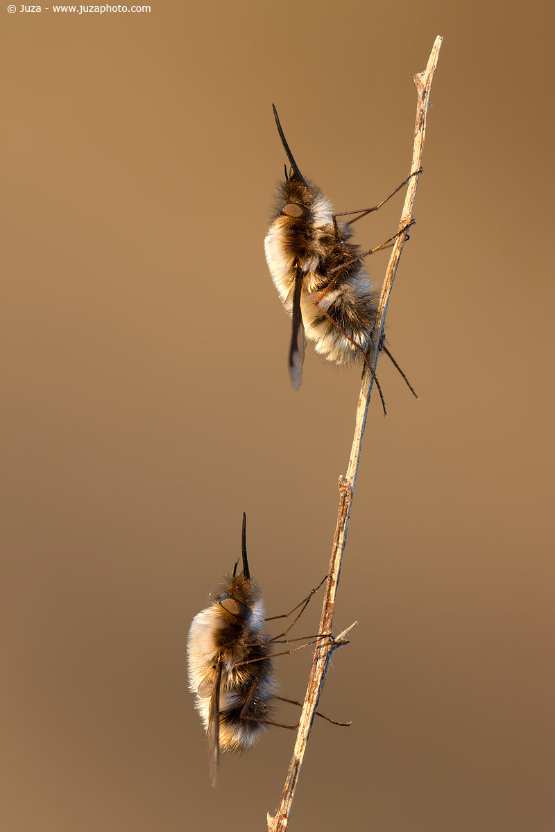 Bombilius major, 009454