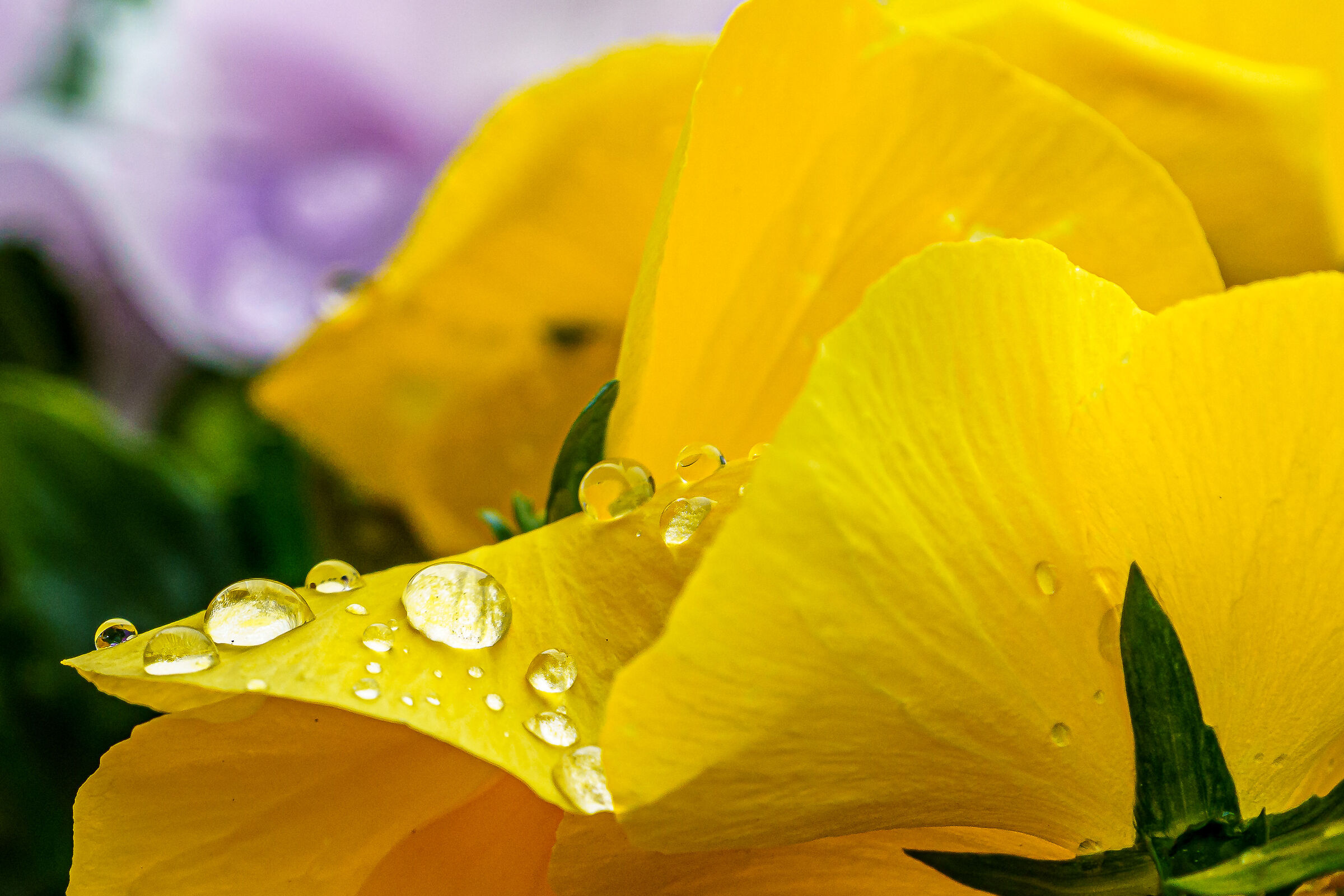 Viola gialla con gocce di pioggia
