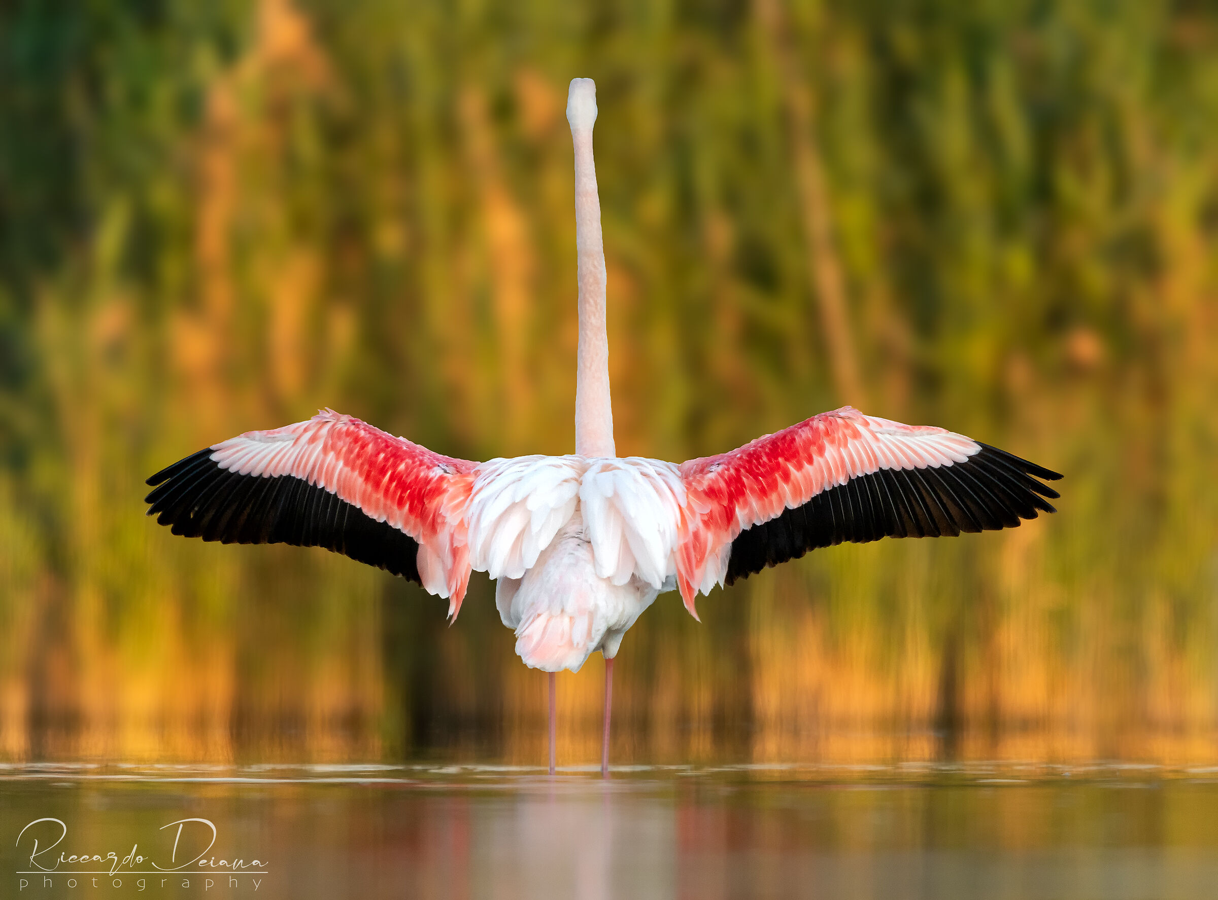 The wings of freedom..
