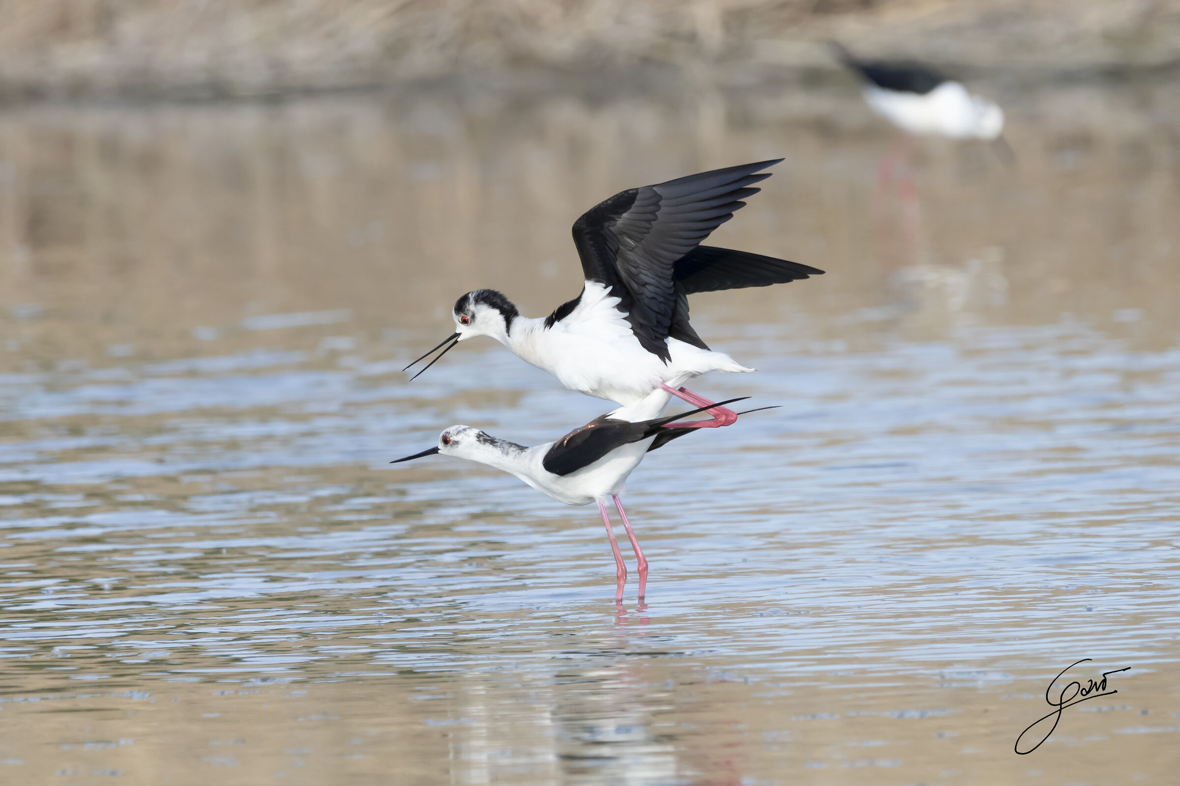 Knight of Italy couple