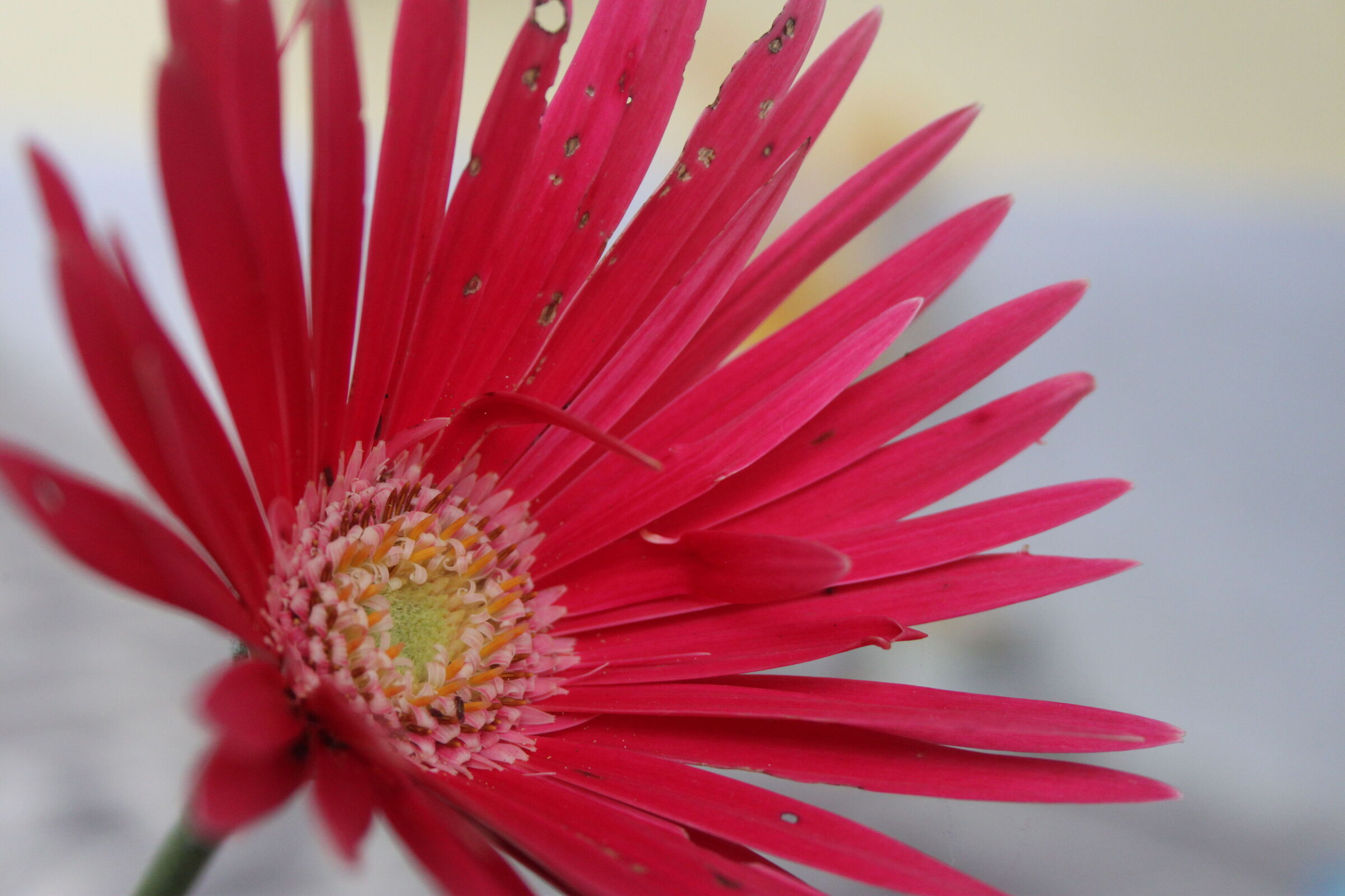 Gerbera - gerbera jamesonii