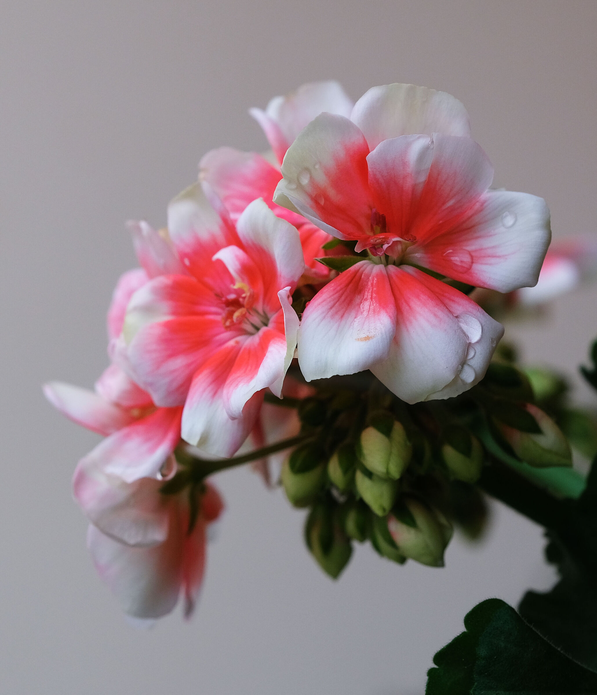 Spring in progress...