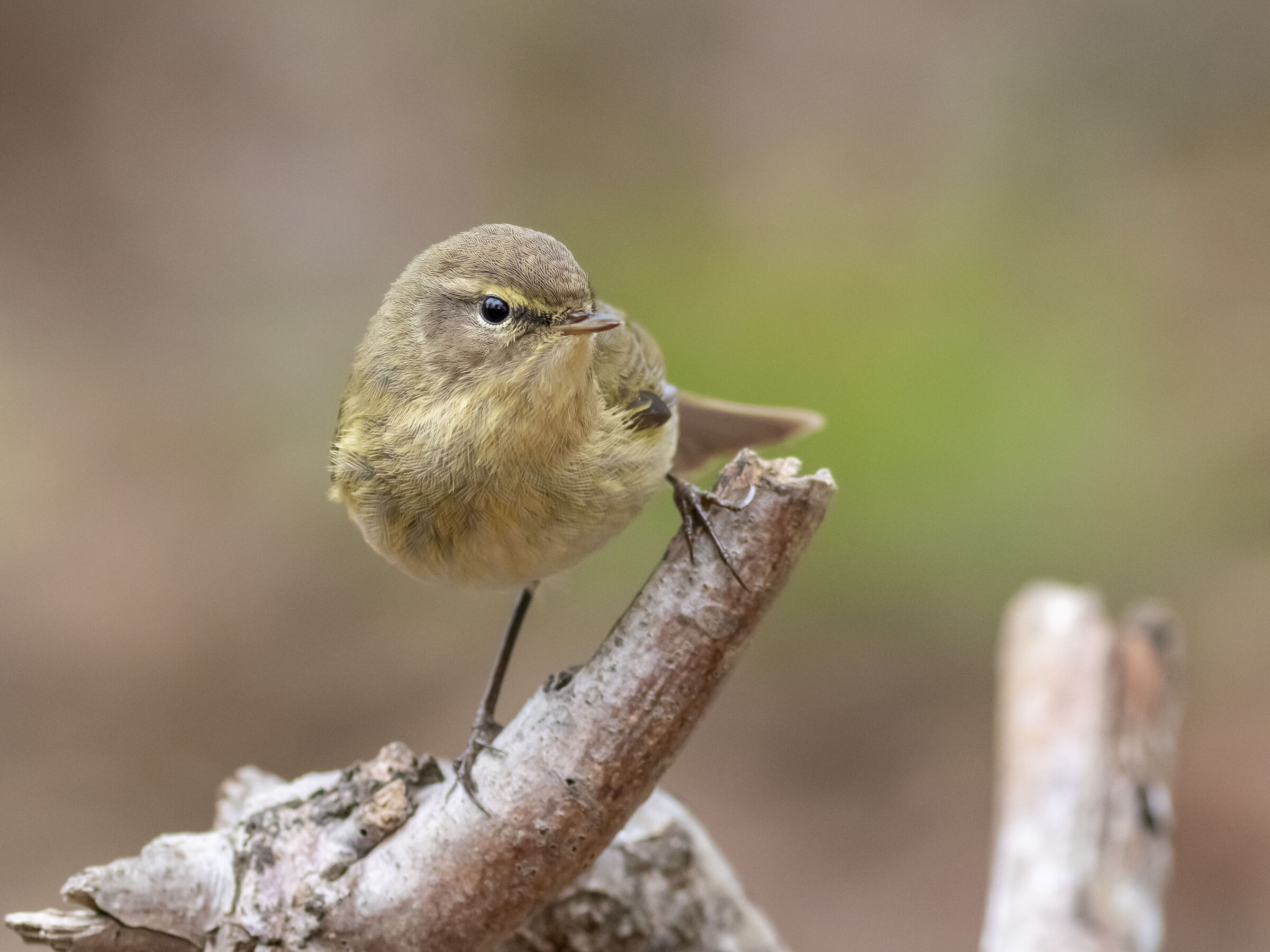 chiffchaff