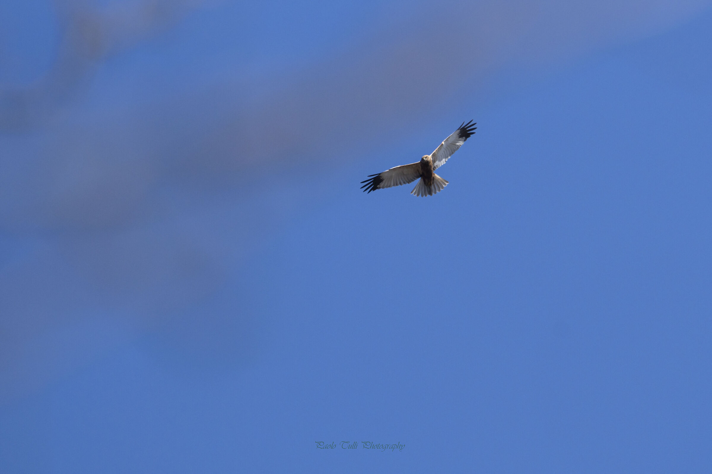 Falco di palude maschio