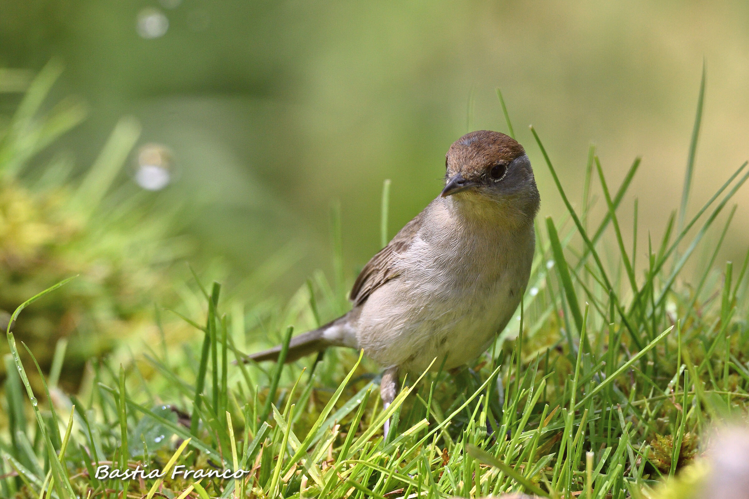 Capinera femmina 2020