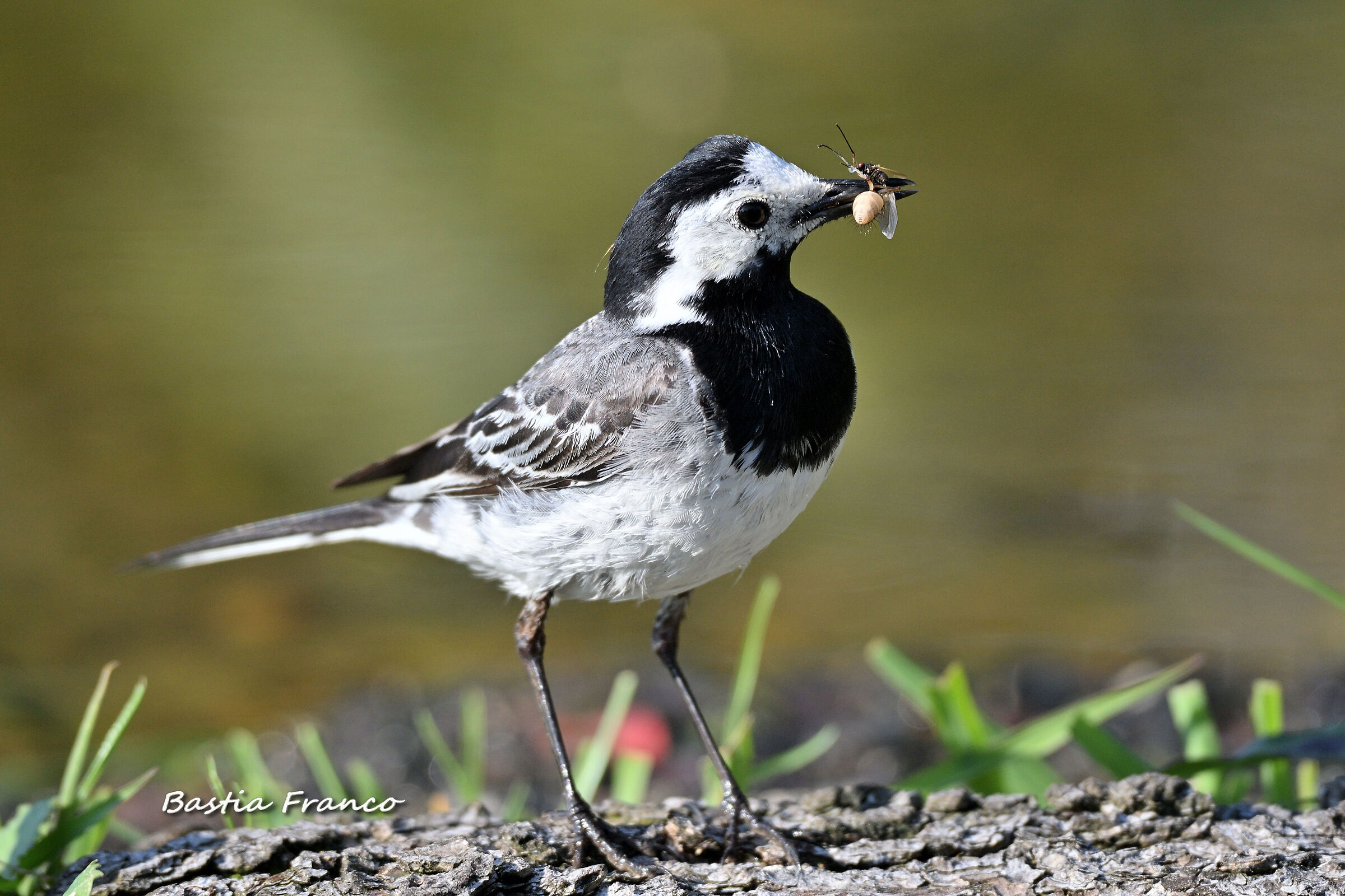 Ballerina bianca 2020