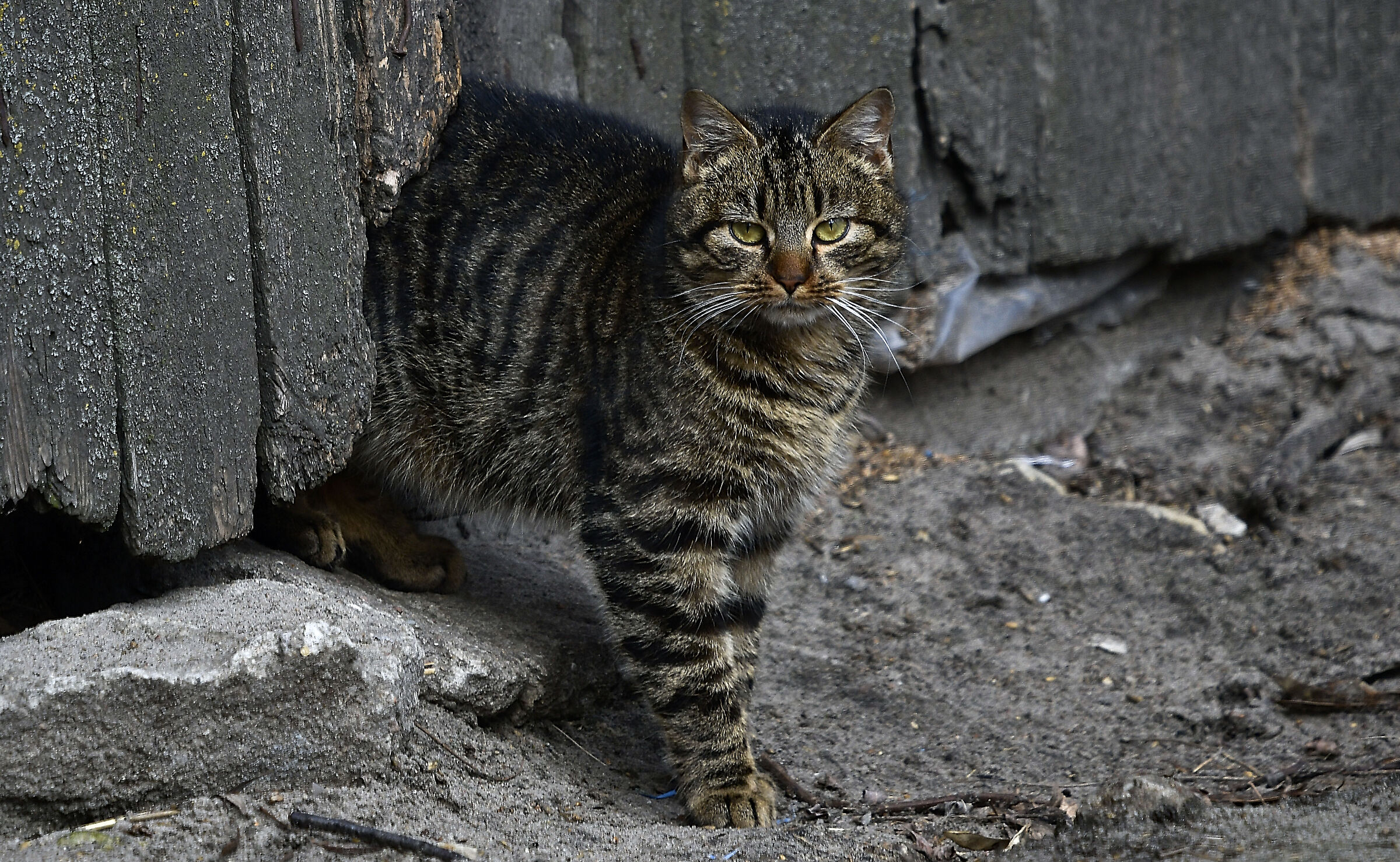 wild cat