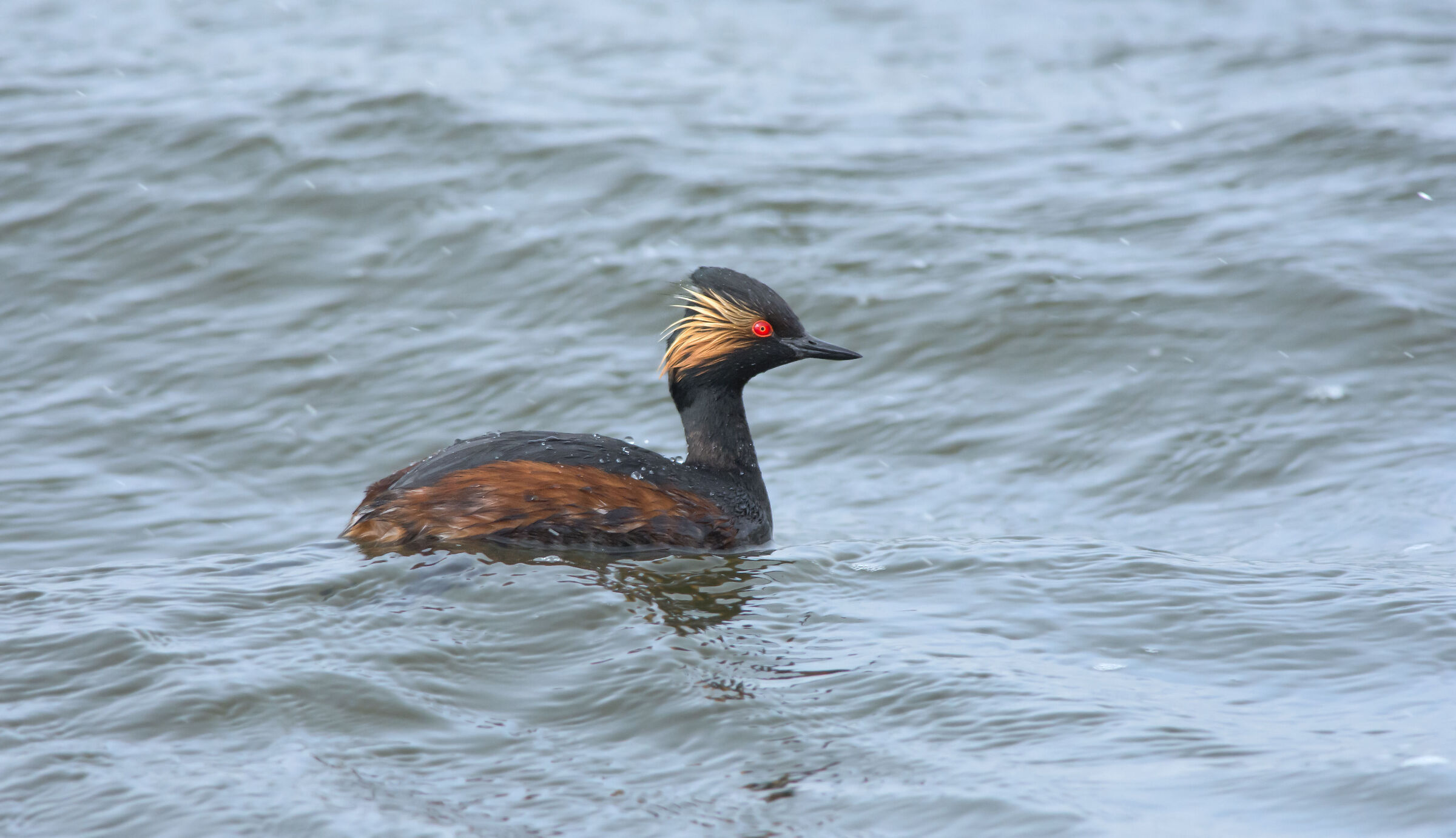 Svasso dal collo nero