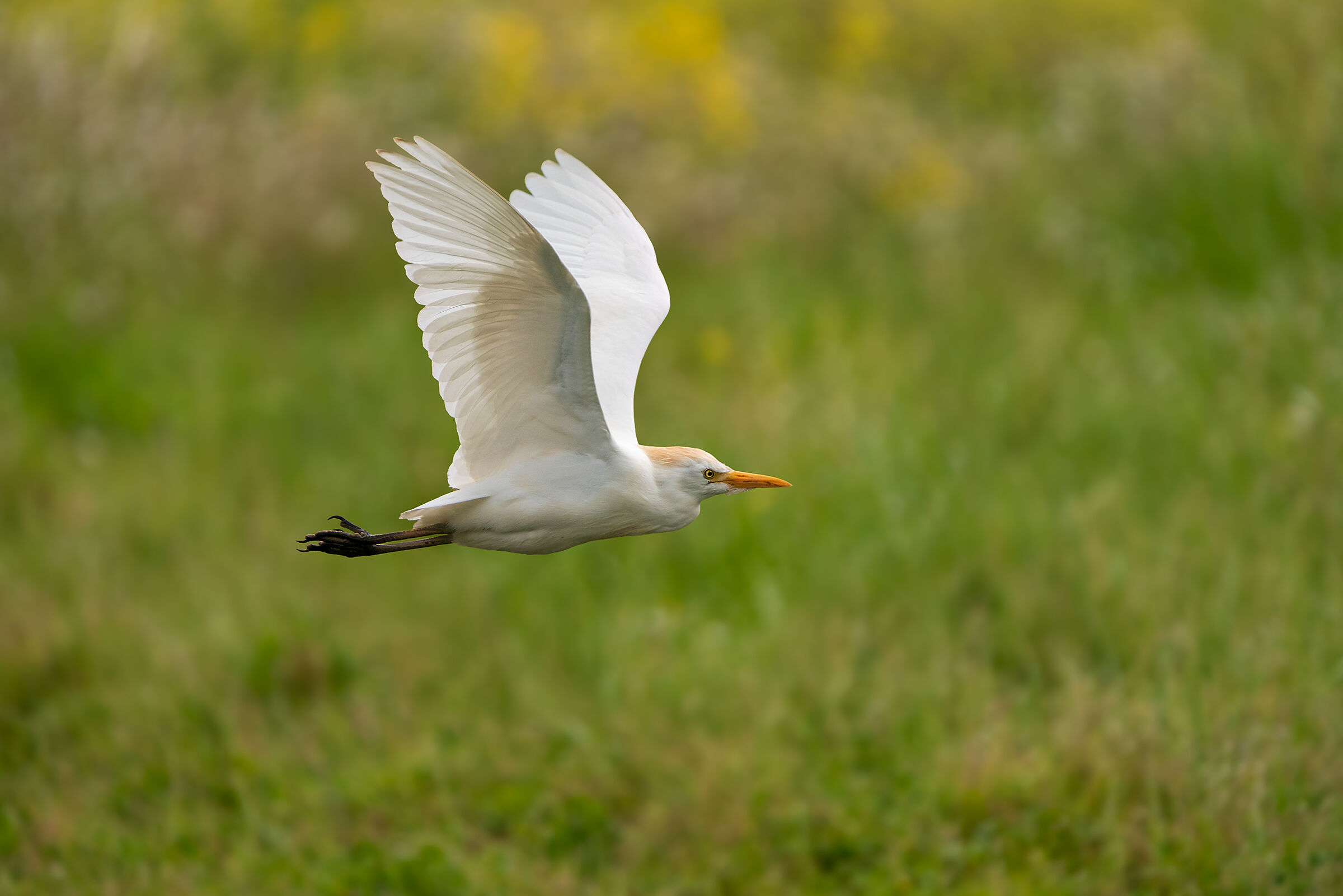 Sguardo da predatore - Airone guardabuoi