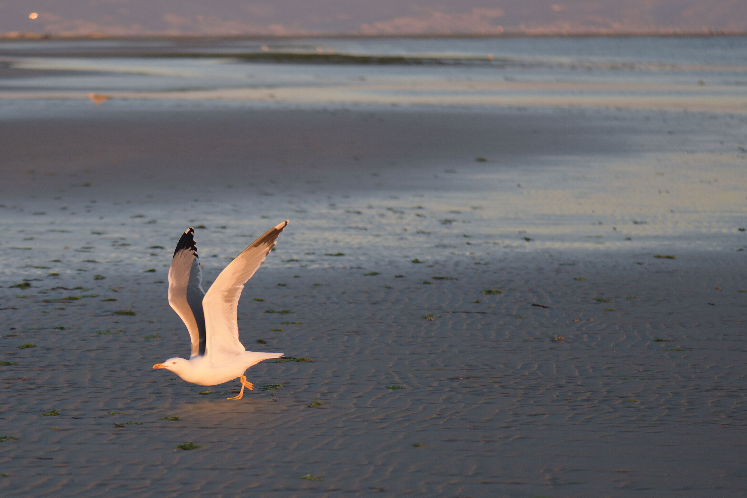 Gabbiano al tramonto