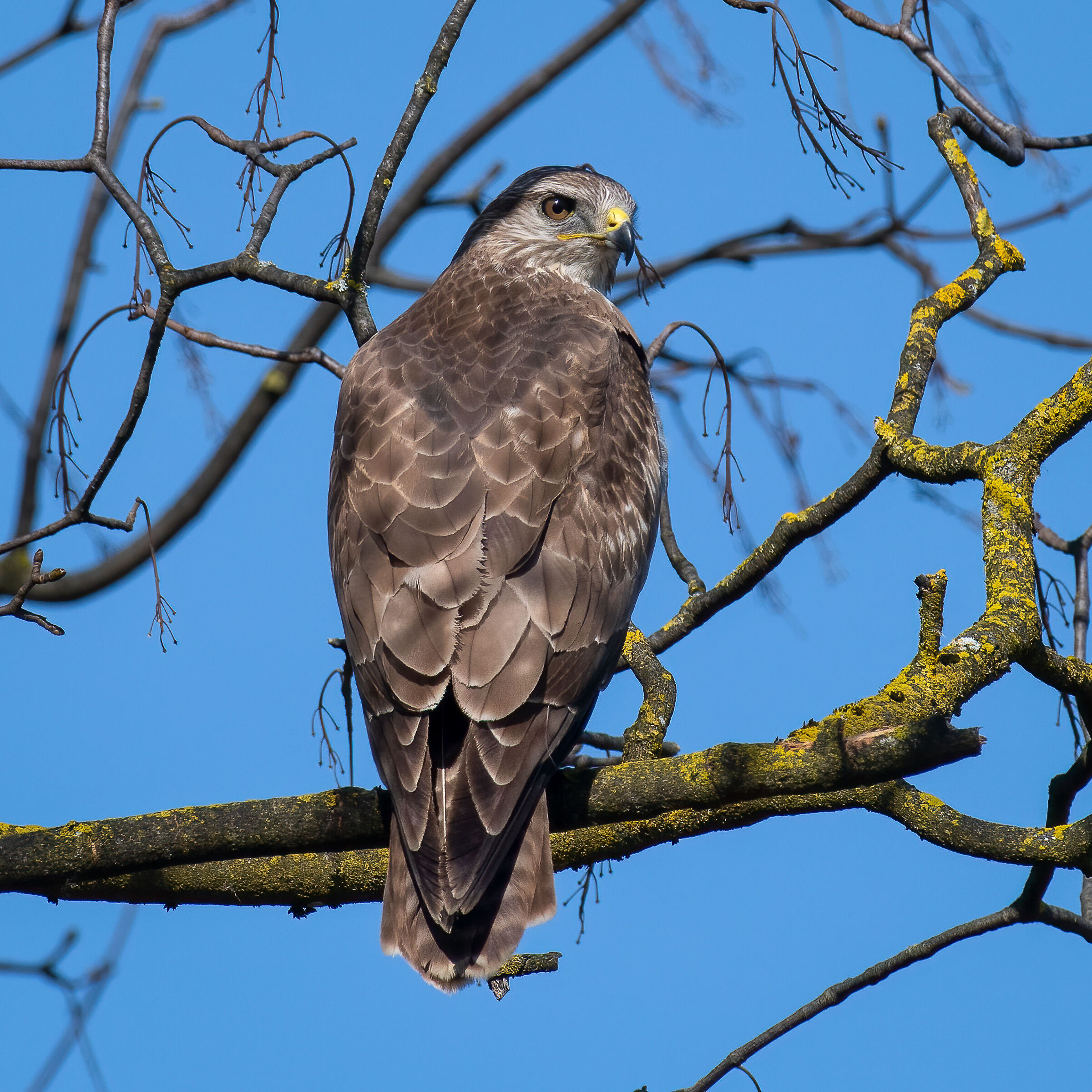 buzzard