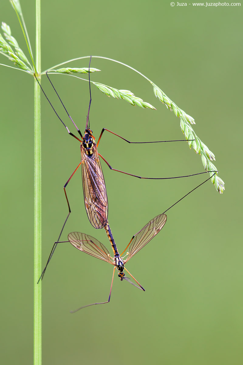 Tipula oleracea, 012104
