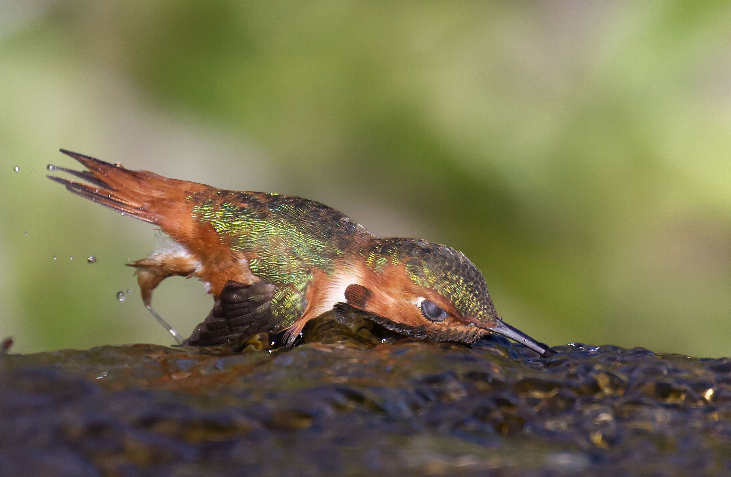 l'acqua corrente è più gustosa