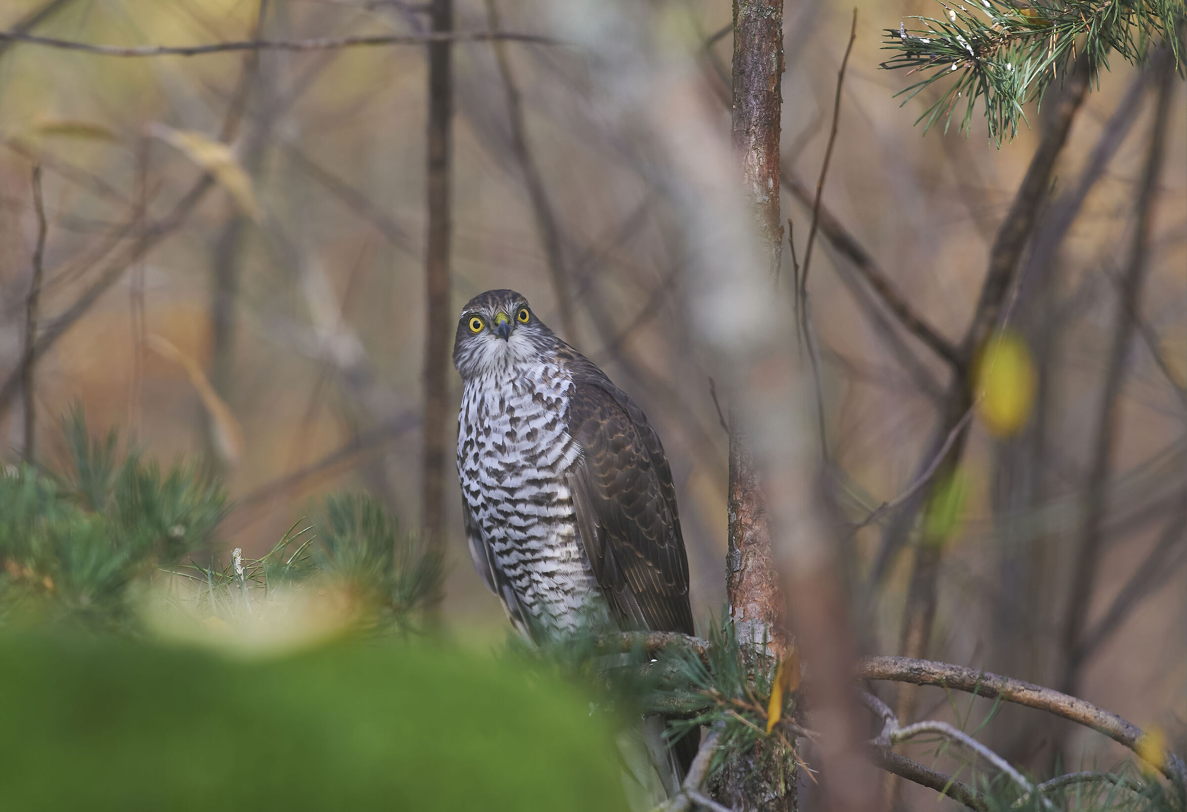 Sparrowhawk