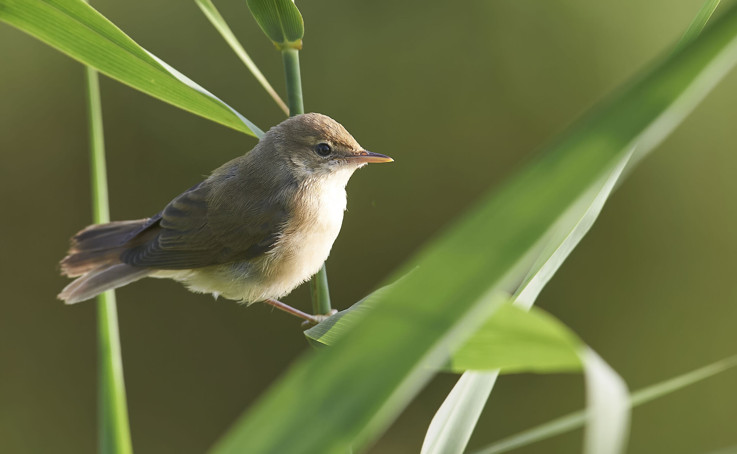 Reed Warbler