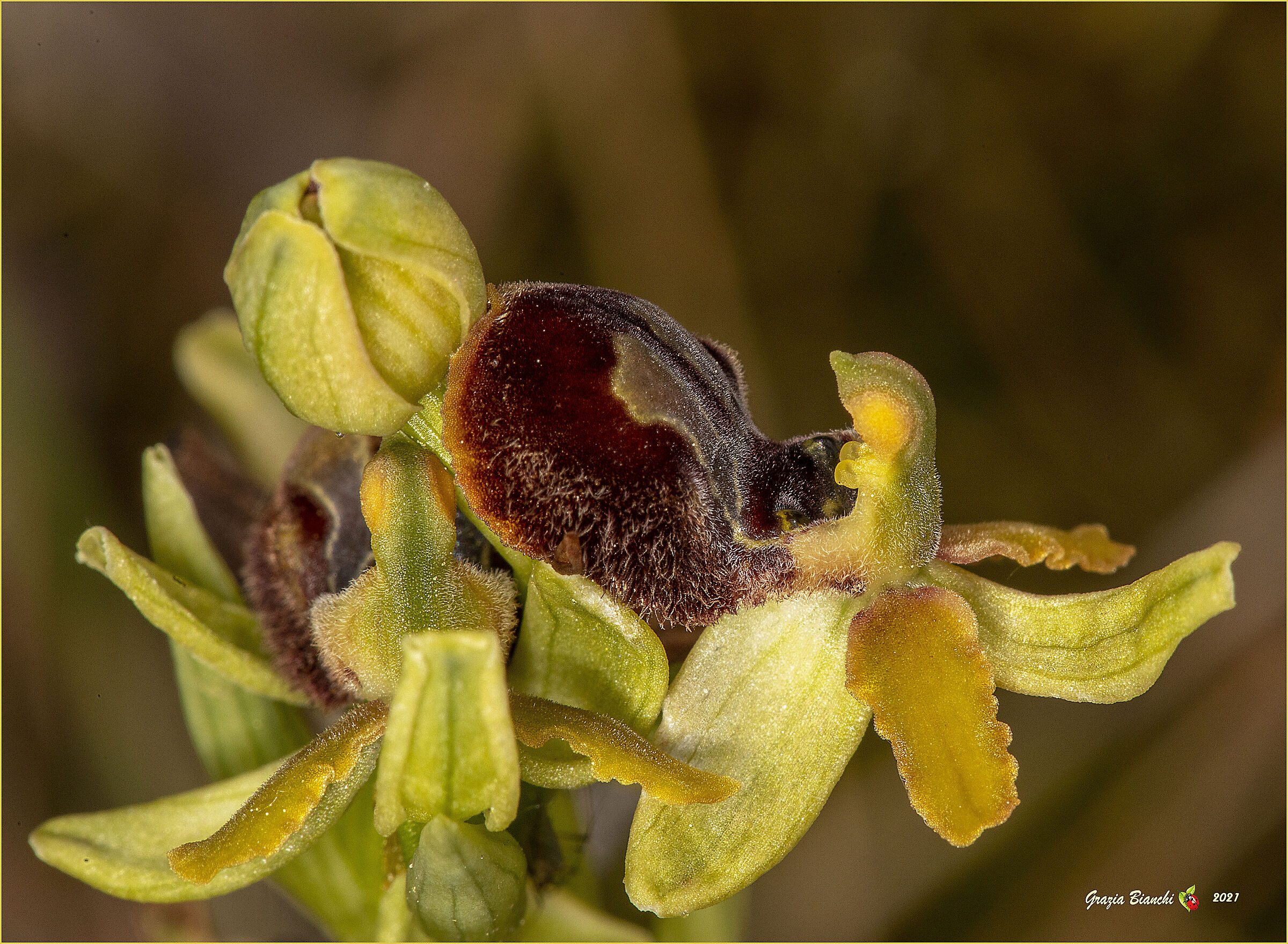 Orchidea spontanea -Ophrys sphegodes - Dintorni Firenze