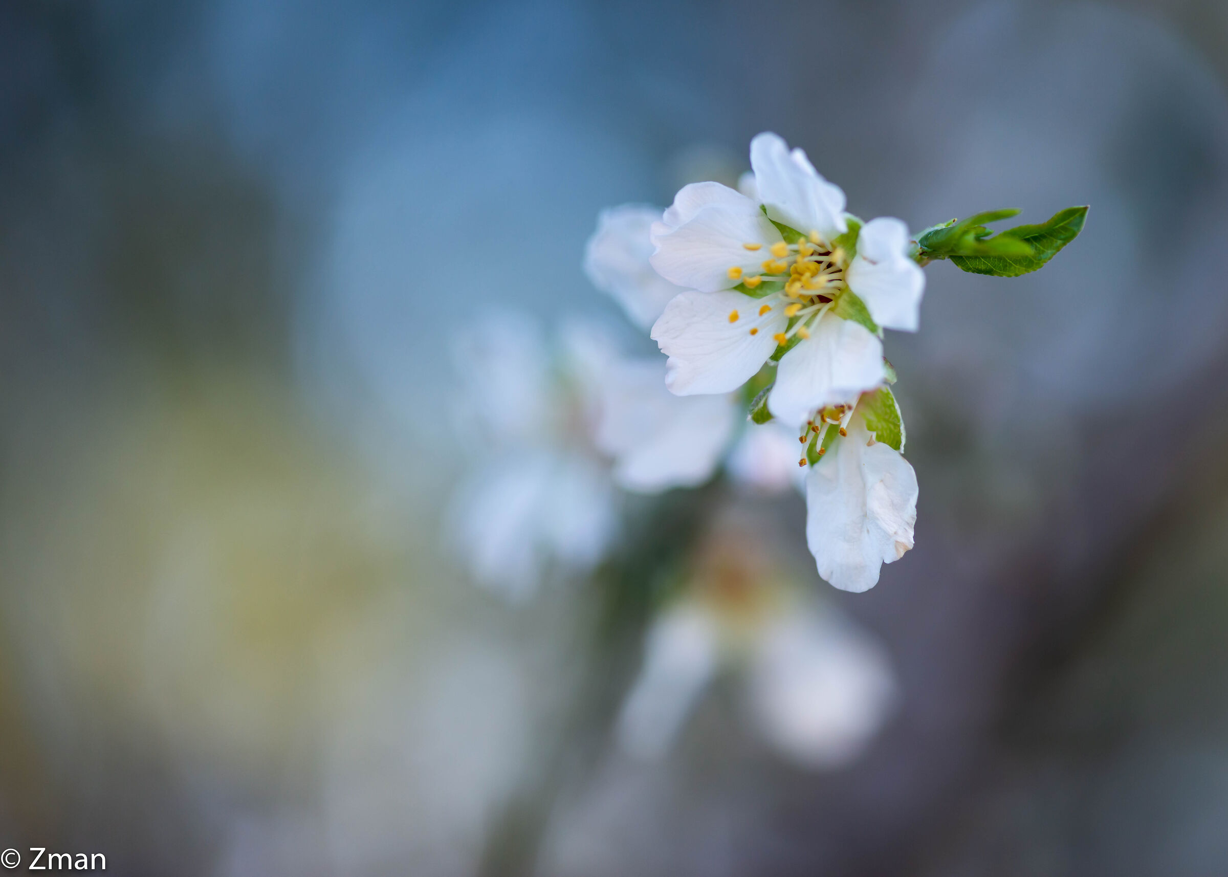 Almond Bloom