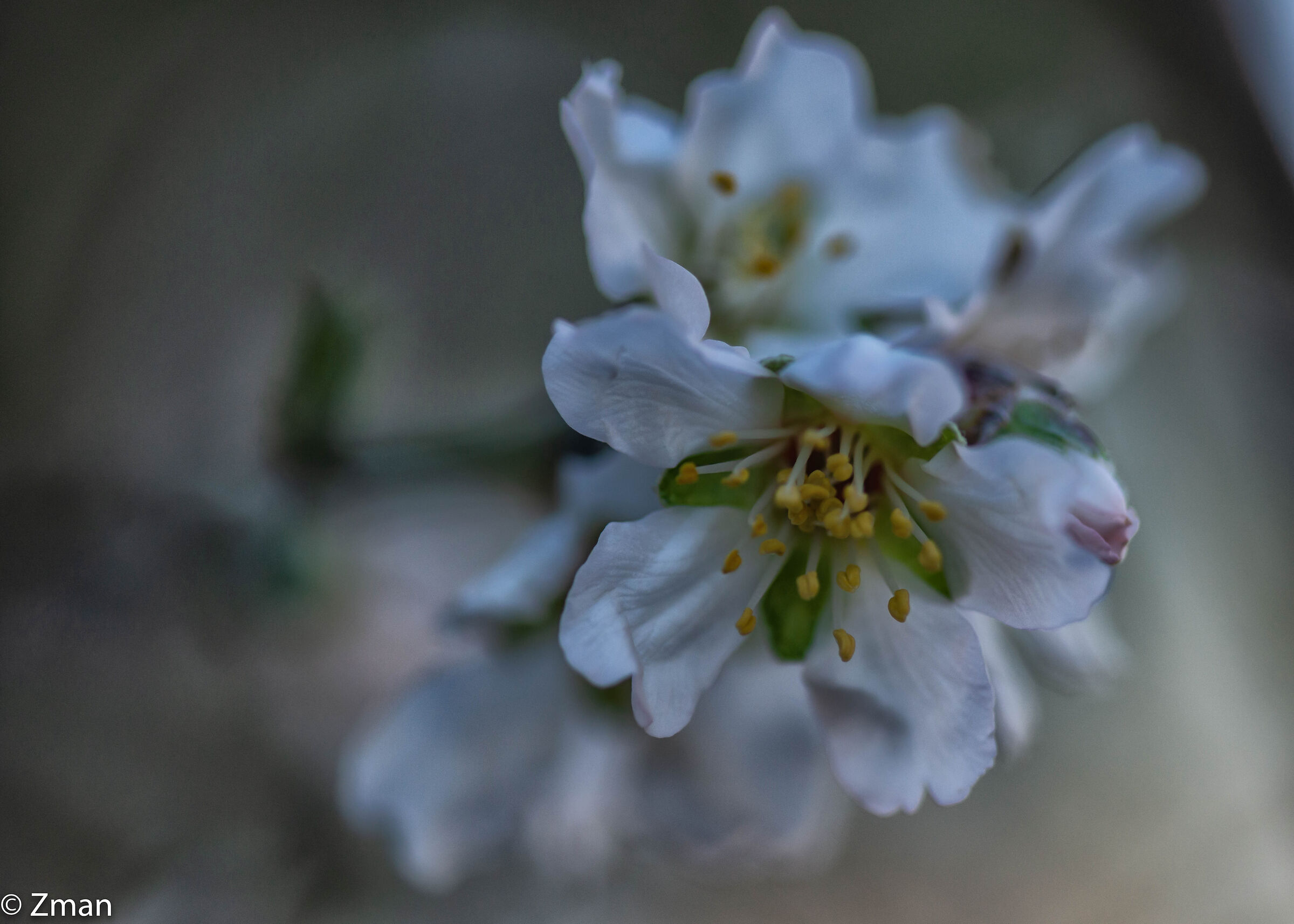 Almond Bloom