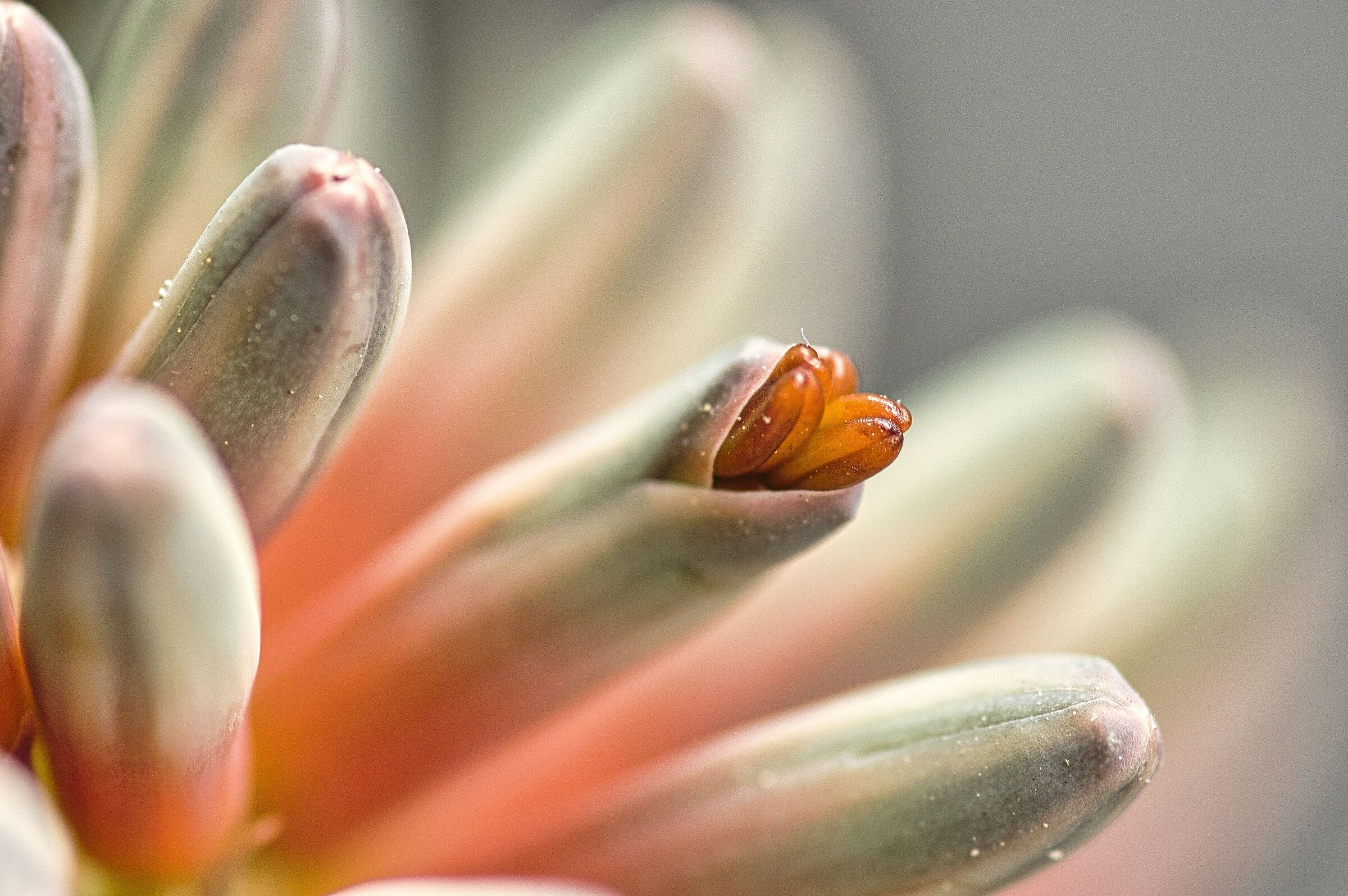 Primavera