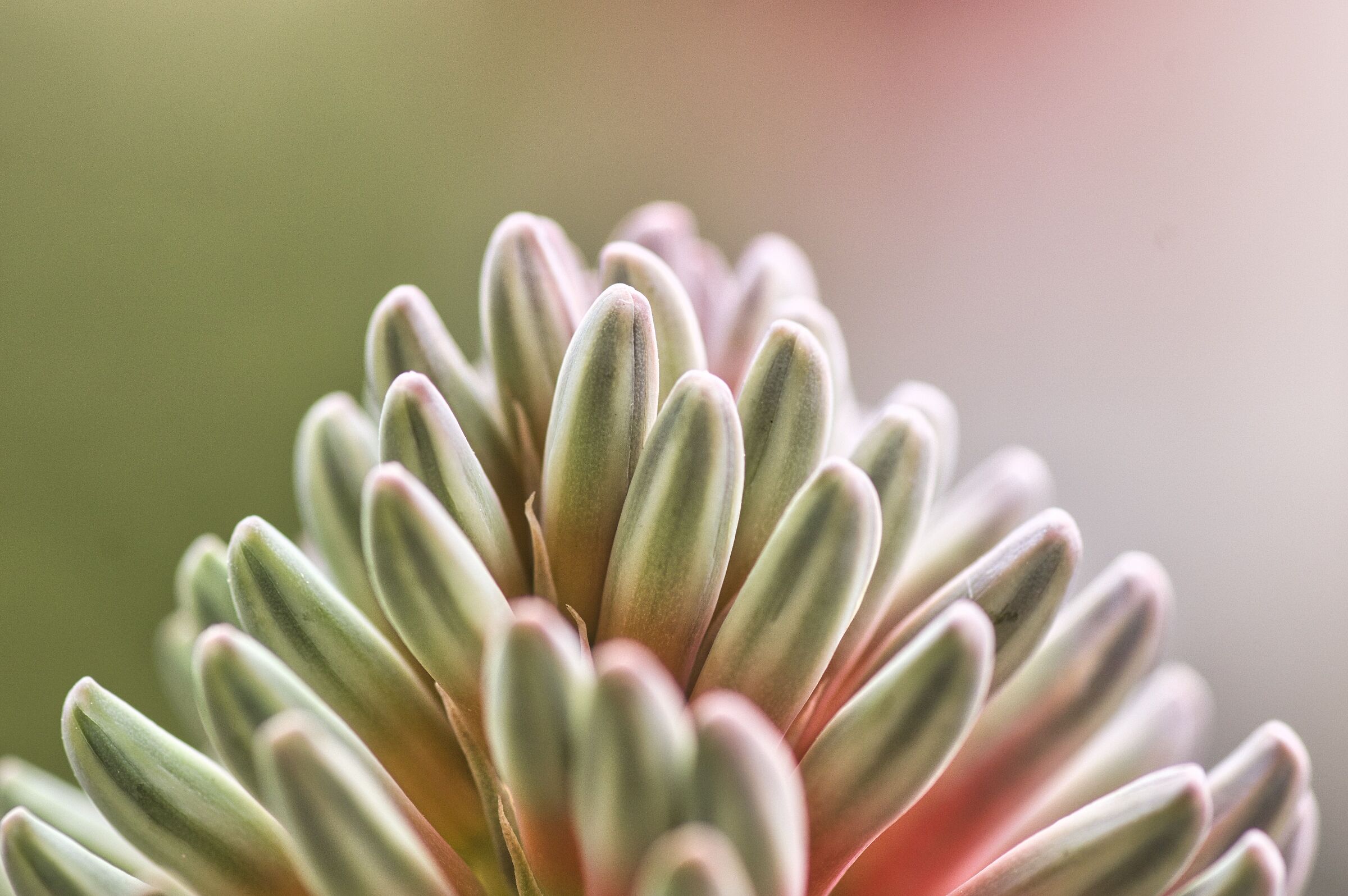 Primavera