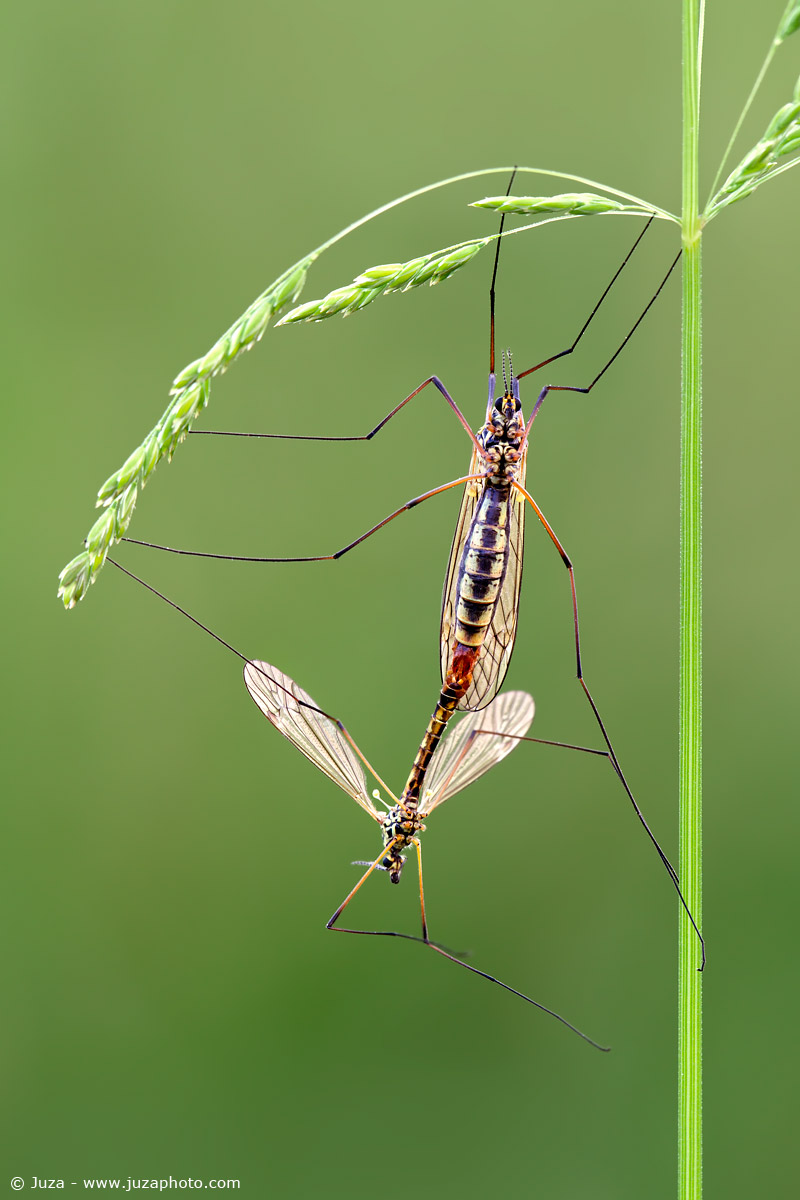 Tipula oleracea, 012106