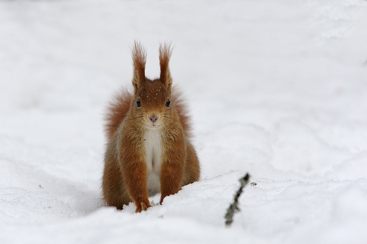 Red Squirrel