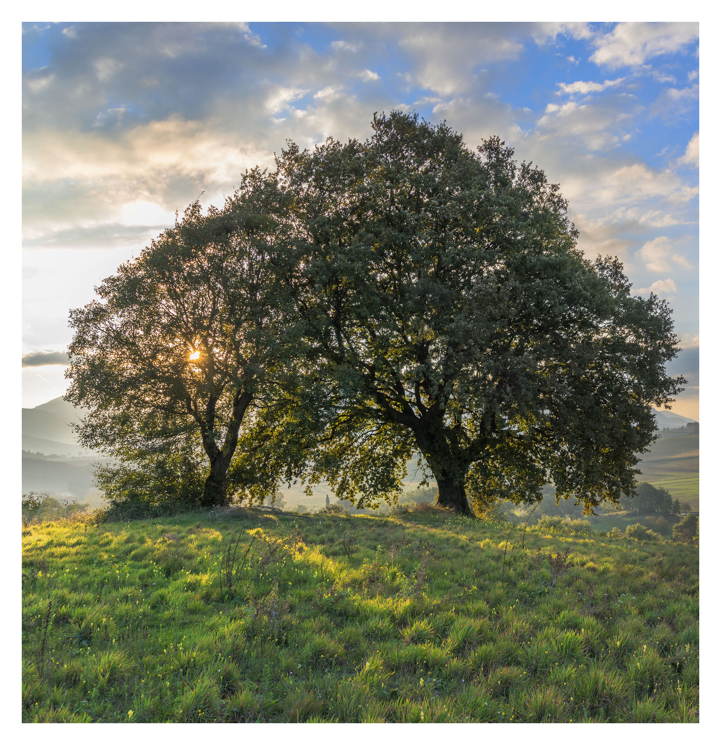 e i raggi tra le foglie.....