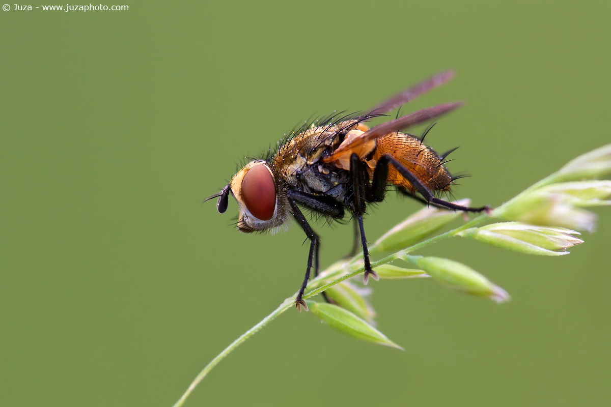 Salmacia divisa, 012108