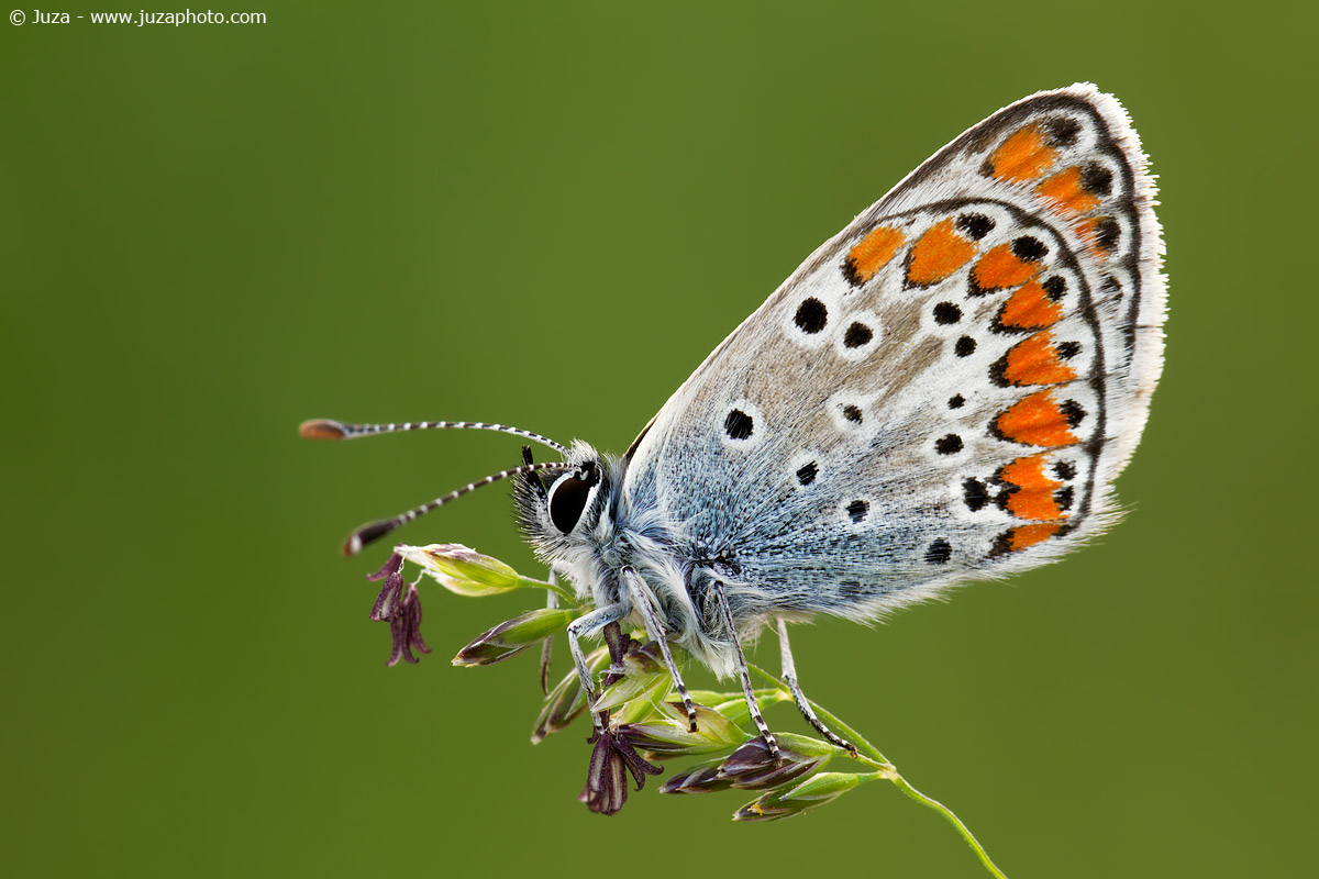 Polyommatus agestis, 012110