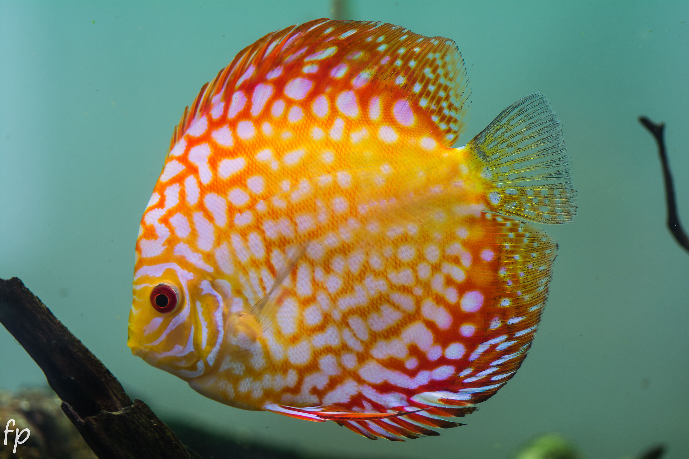 Discus