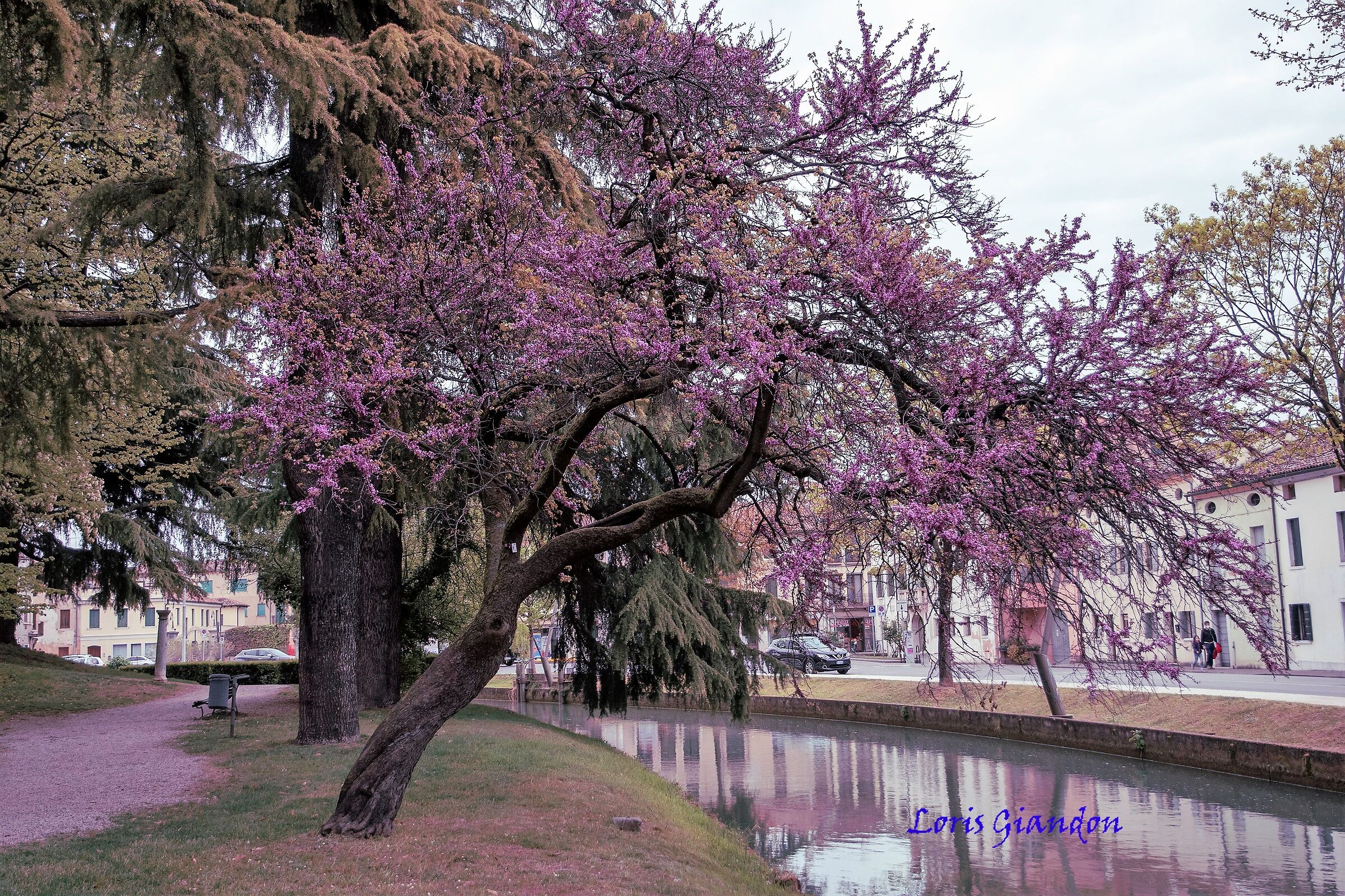 Castelfranco Veneto