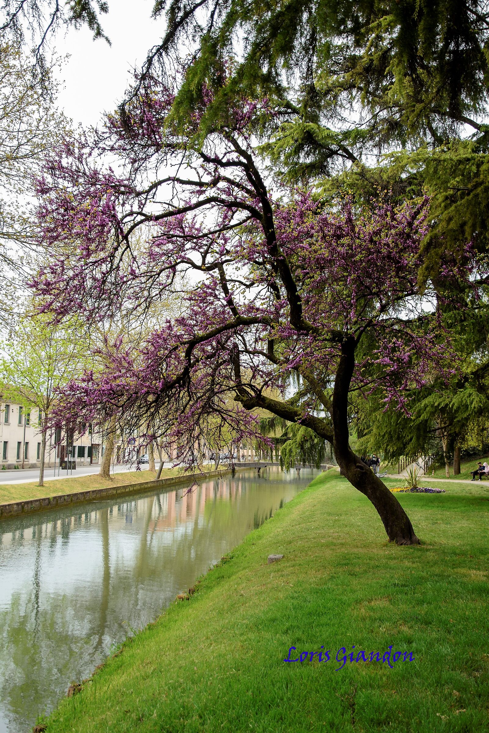 Castelfranco Veneto