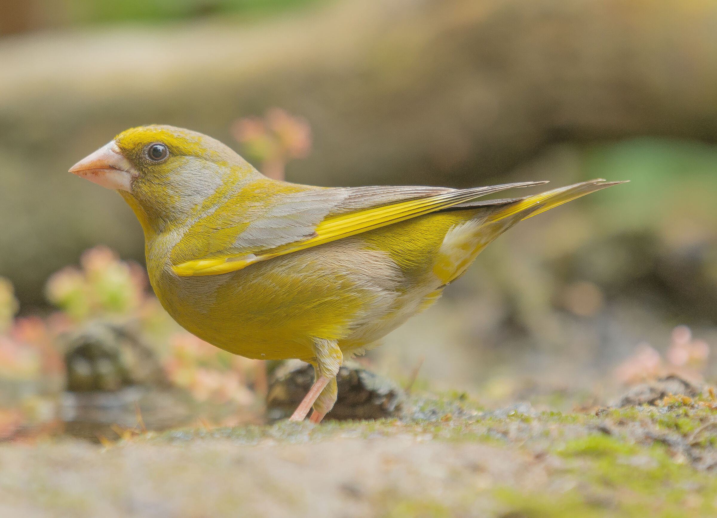 greenfinch