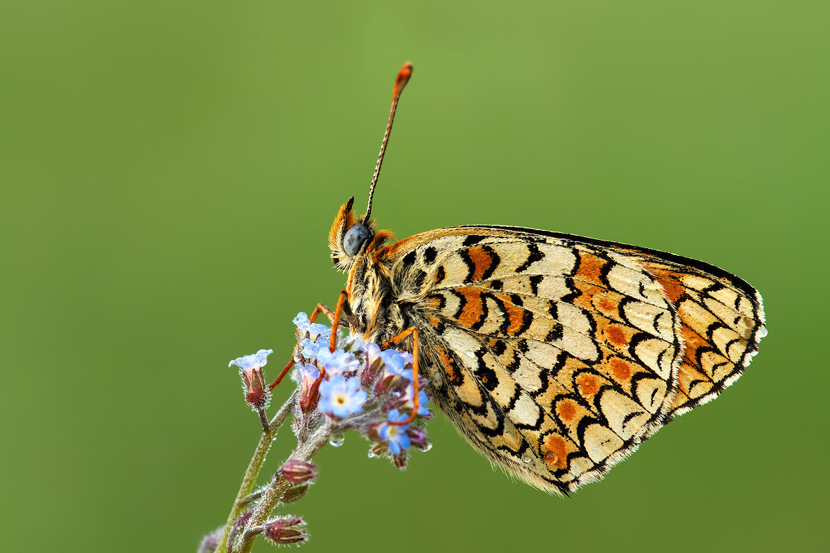 Melitaea punica, 012135