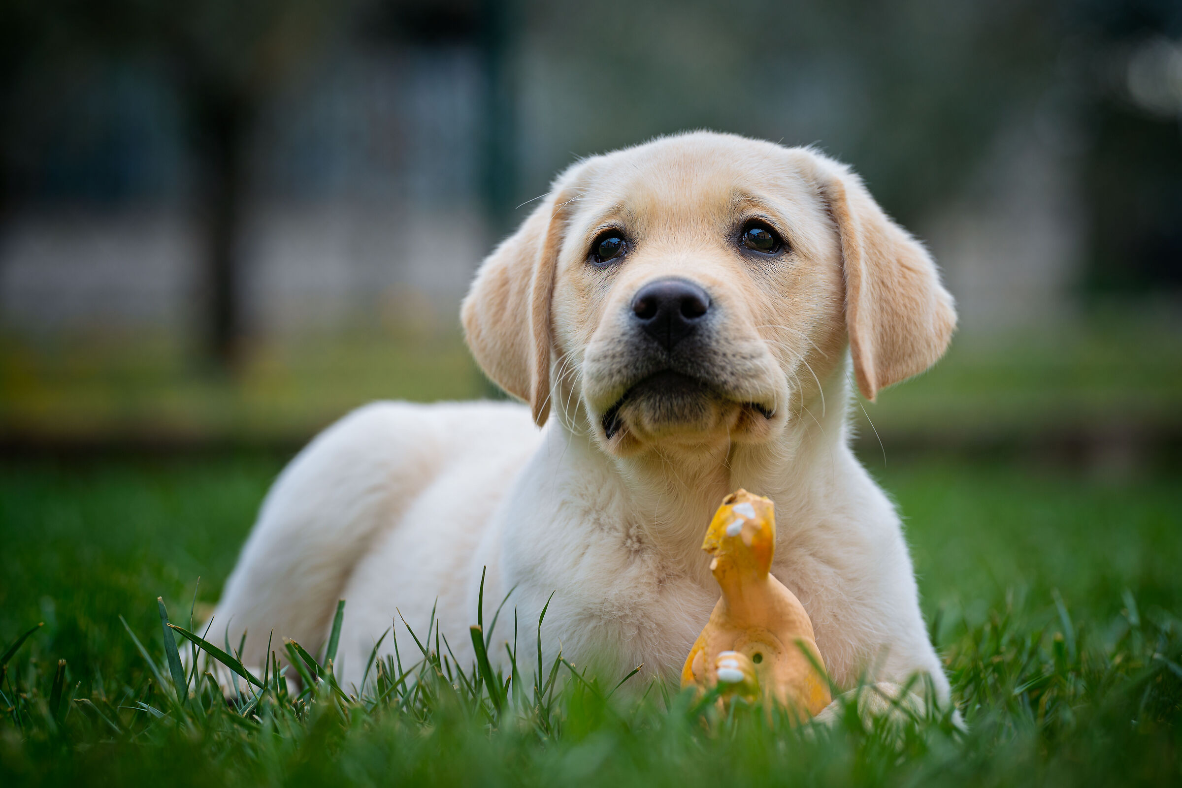 ...il Piccolo Pablo 5