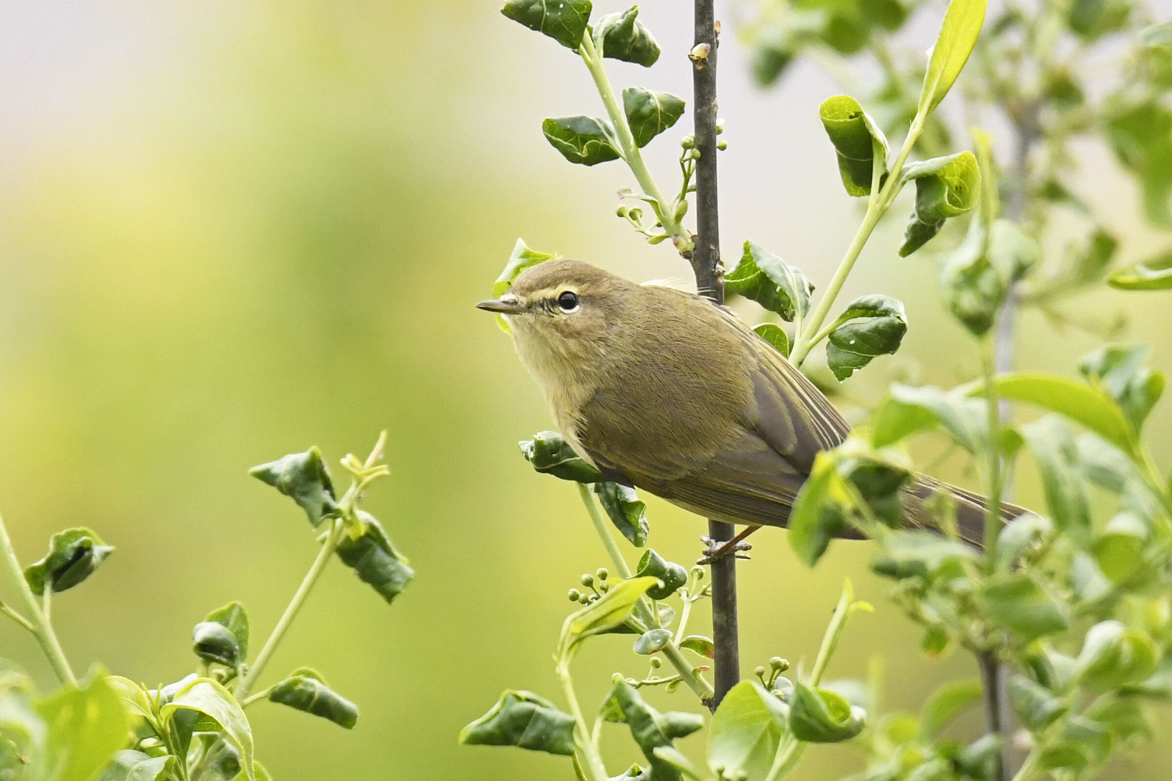 Luì Piccolo (Chiffchaff)
