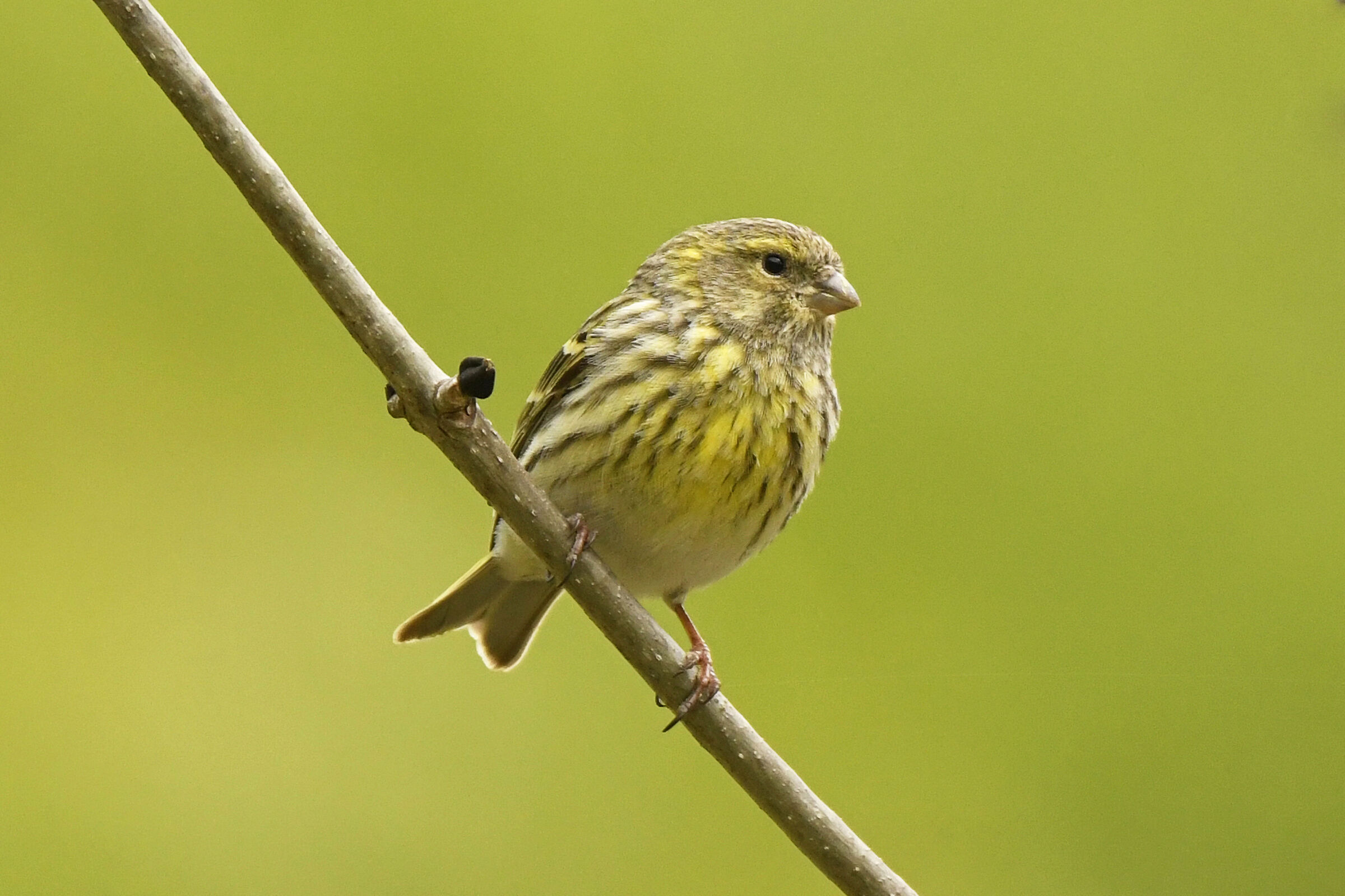 Verzellino, in the Serin département