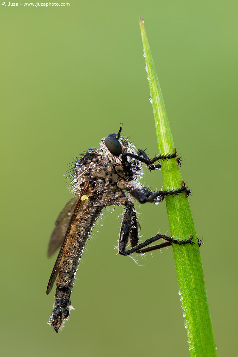 Machimus notatus, 012138