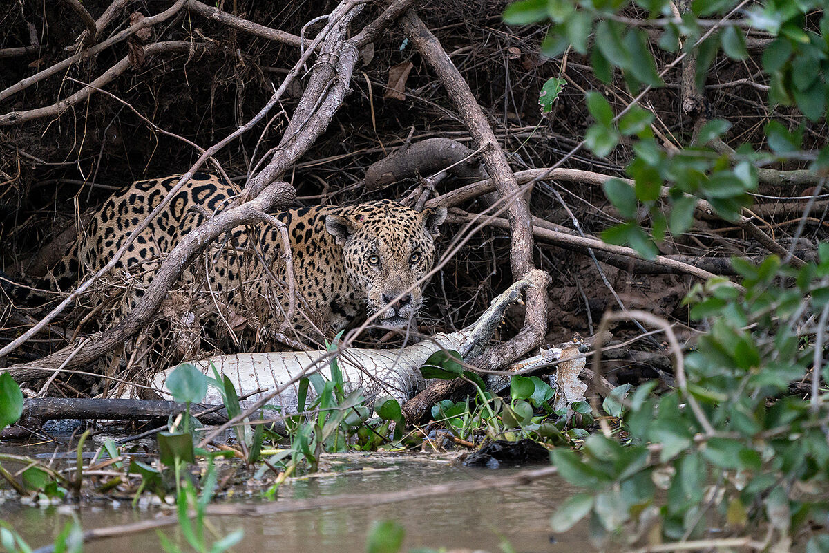 The Jaguar and the Caiman 3