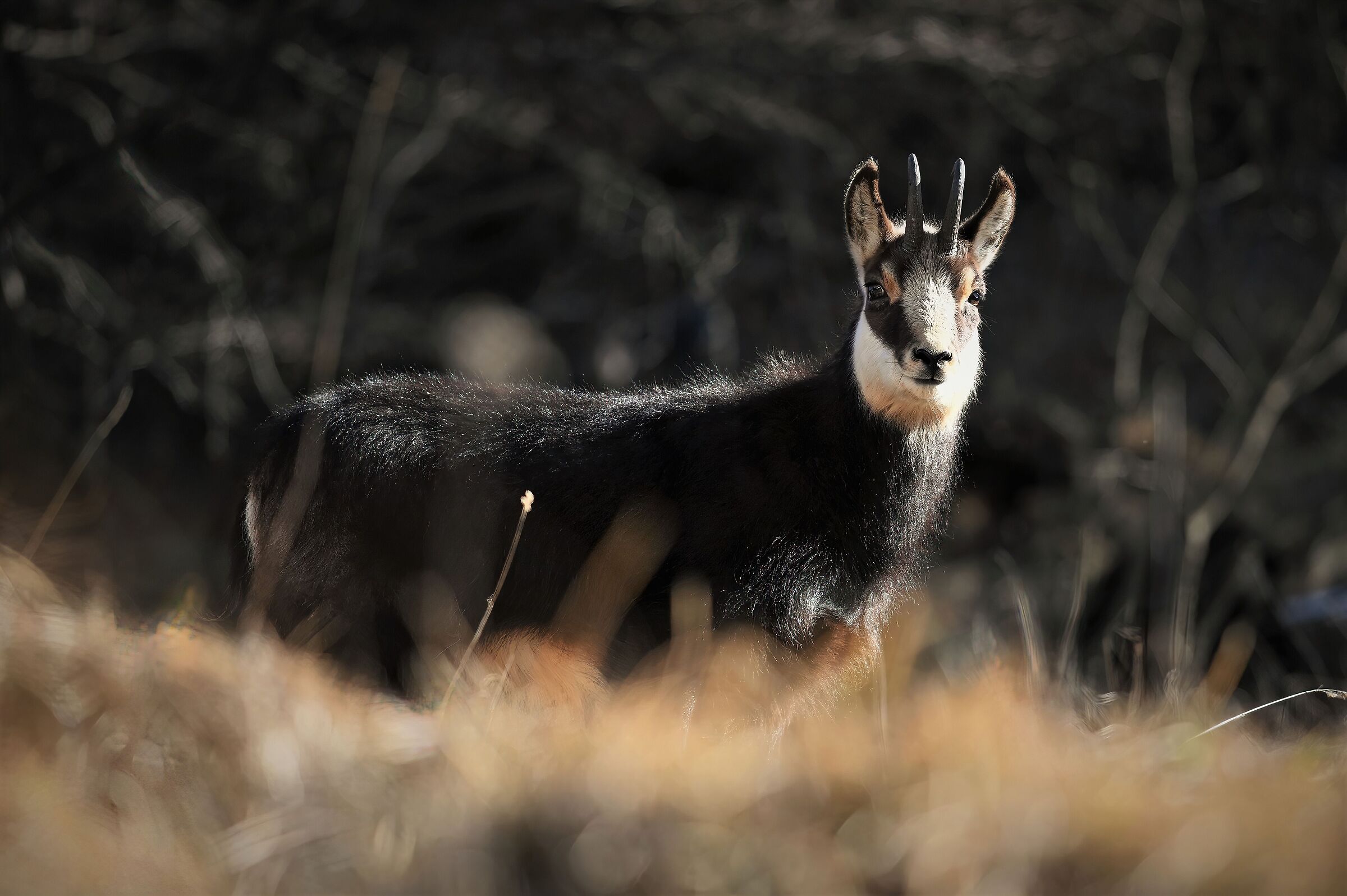 chamois