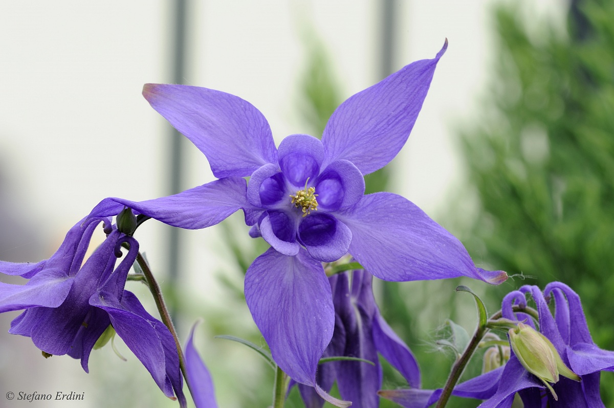Aquilegia Alpina