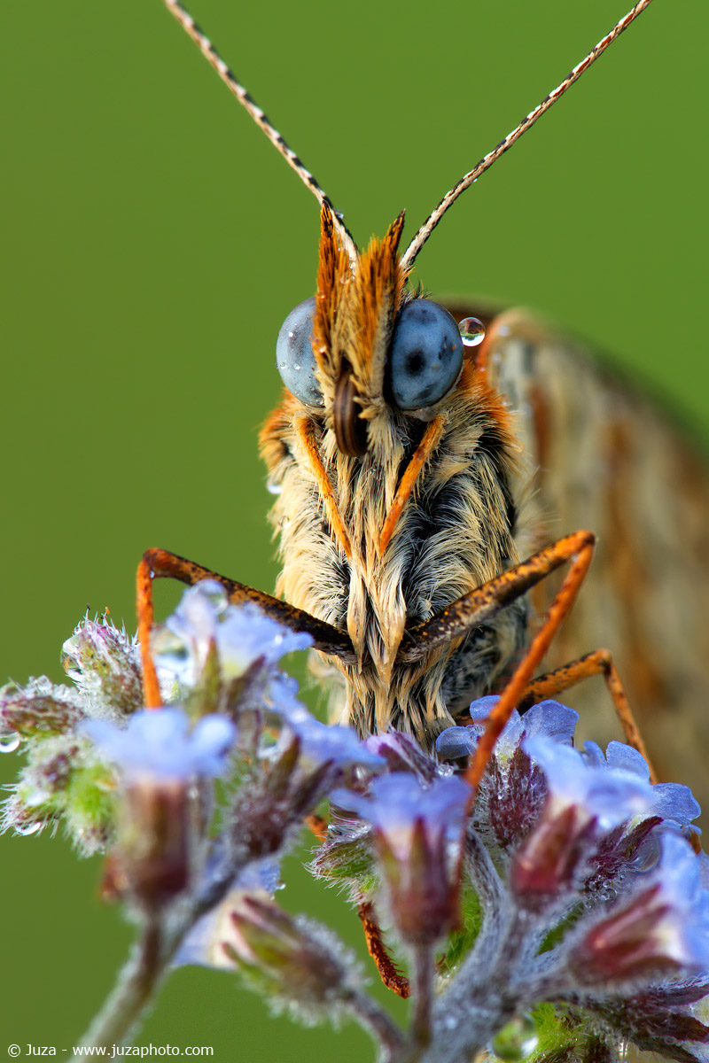 Melitaea athalia, 012137